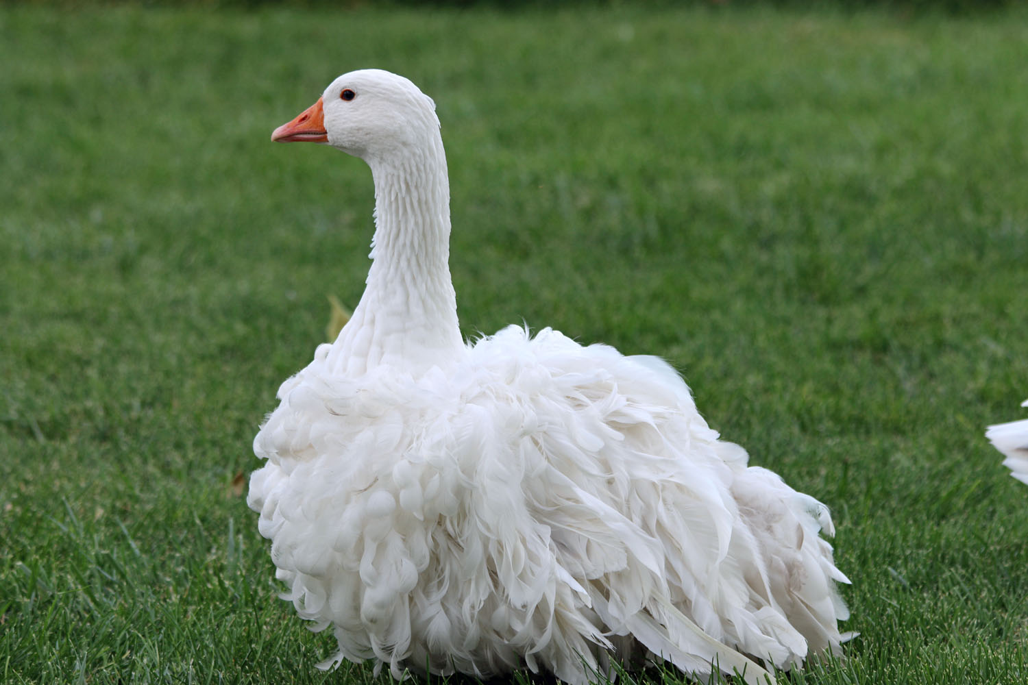 2015 Goose - Cottage Rose Line