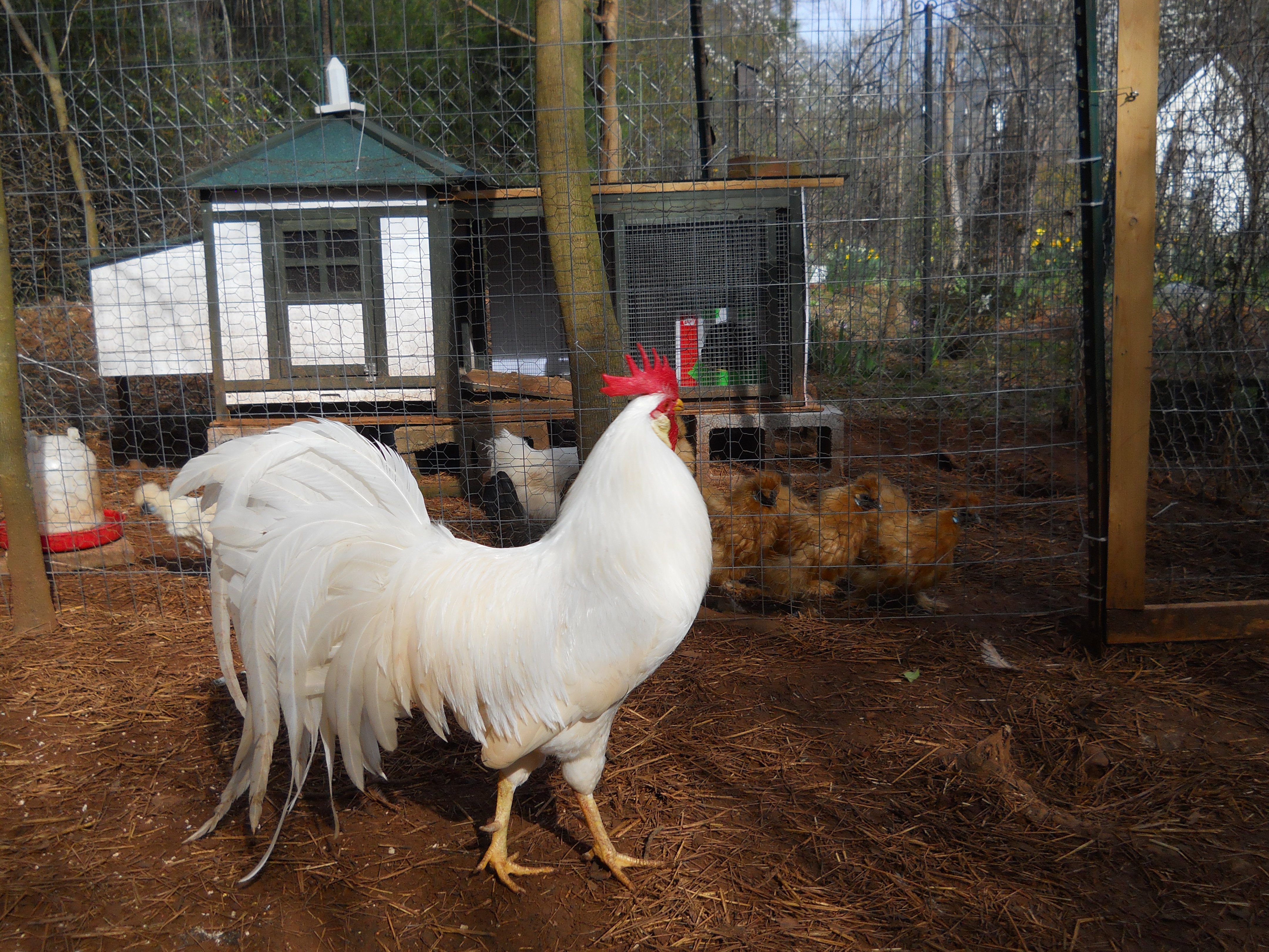 2017 main breeder
