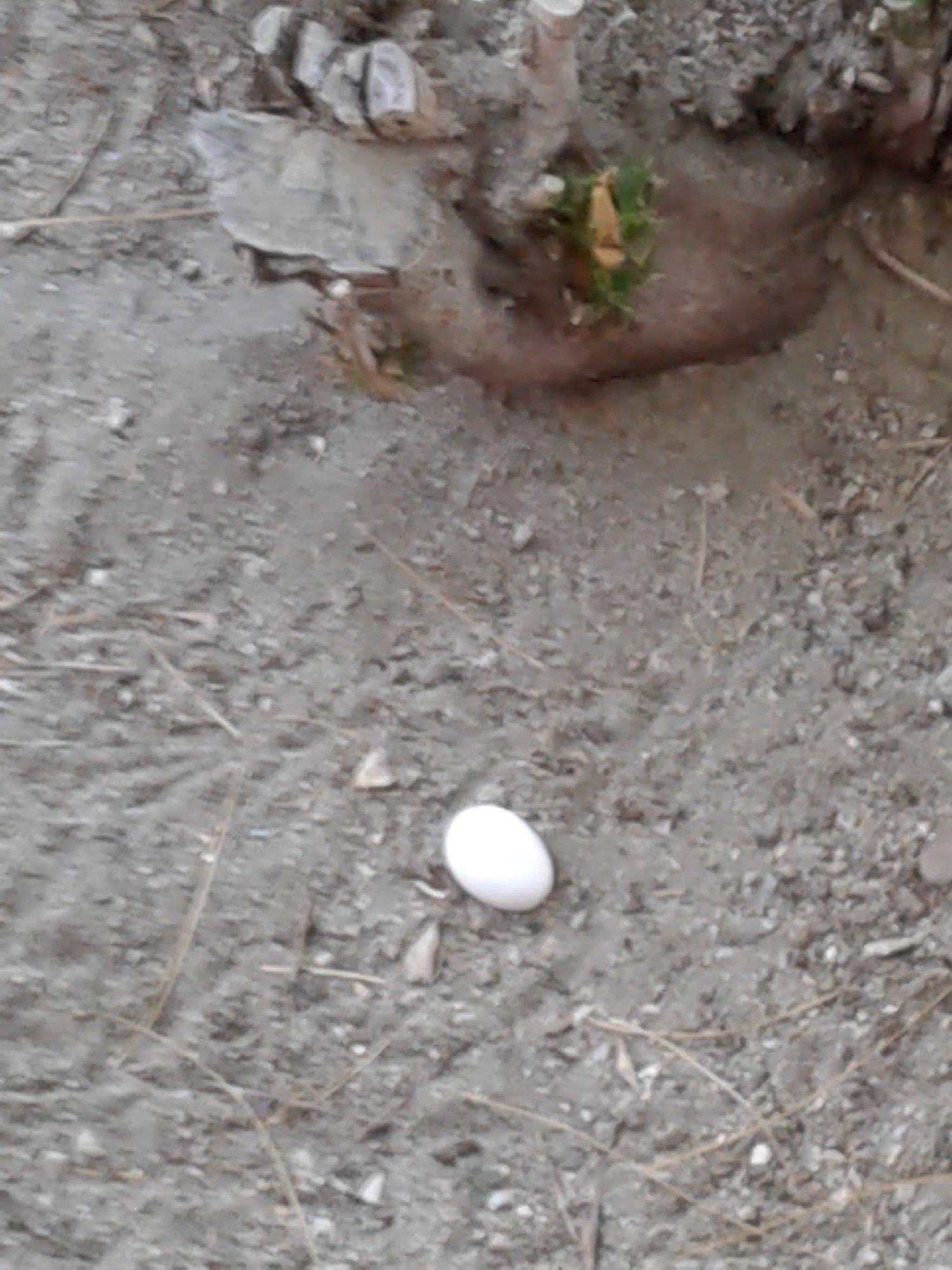20170728 Gumby 1st egg