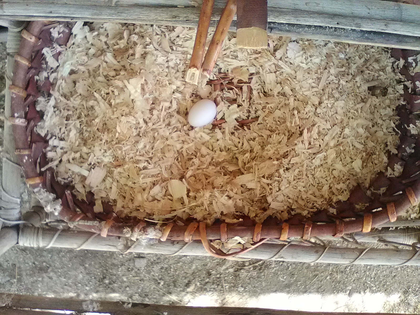 20170729 second egg in nest