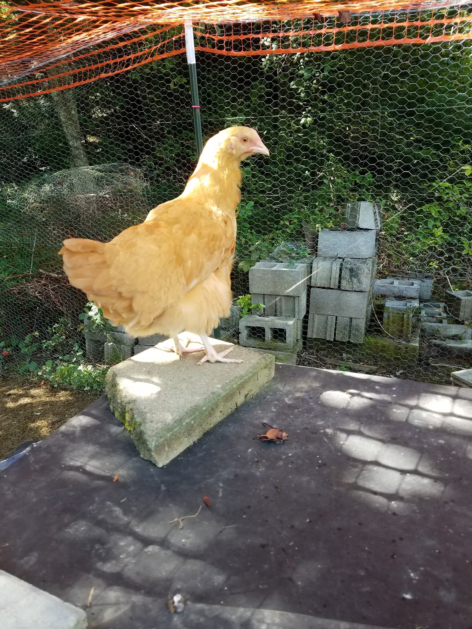 20170822_122939