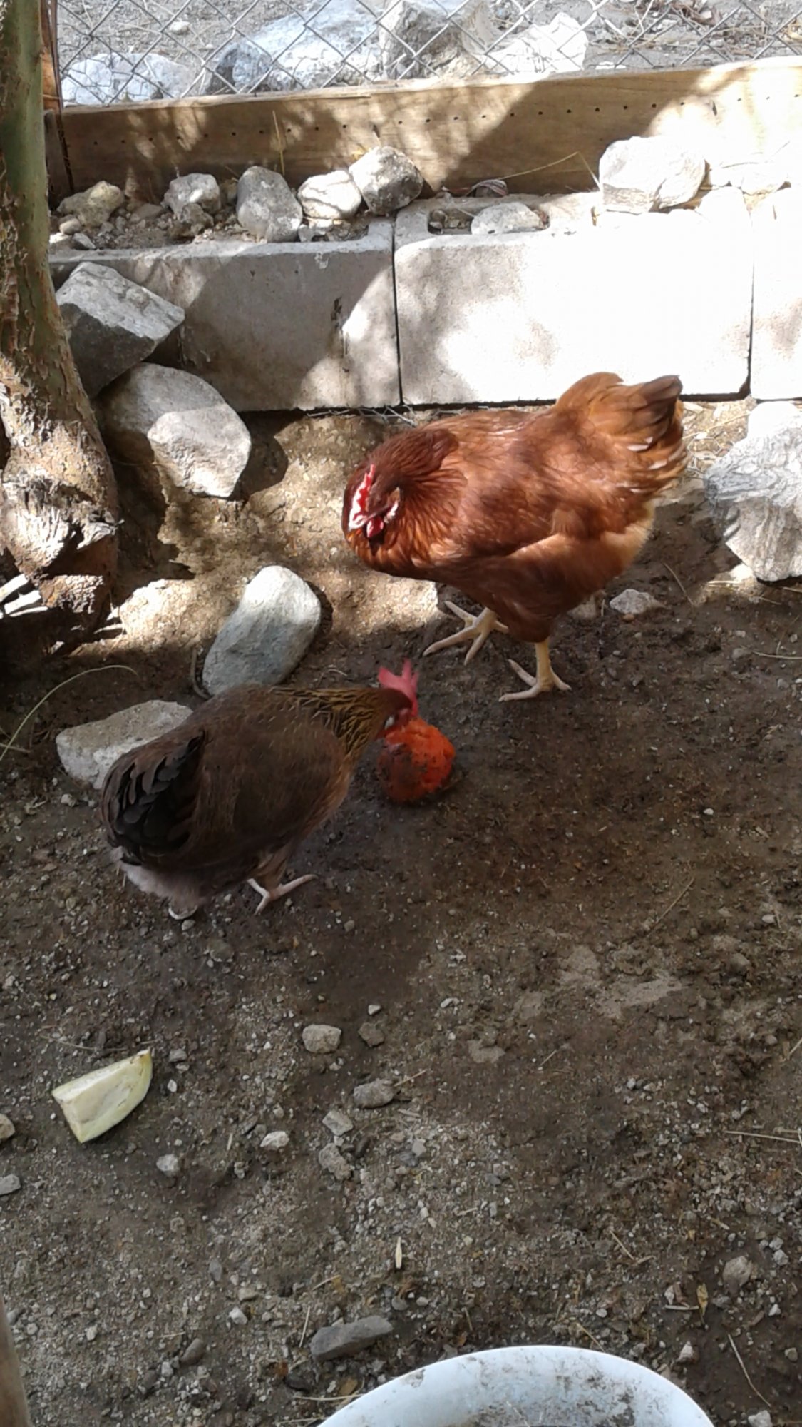 20170829 Hens during cool morning