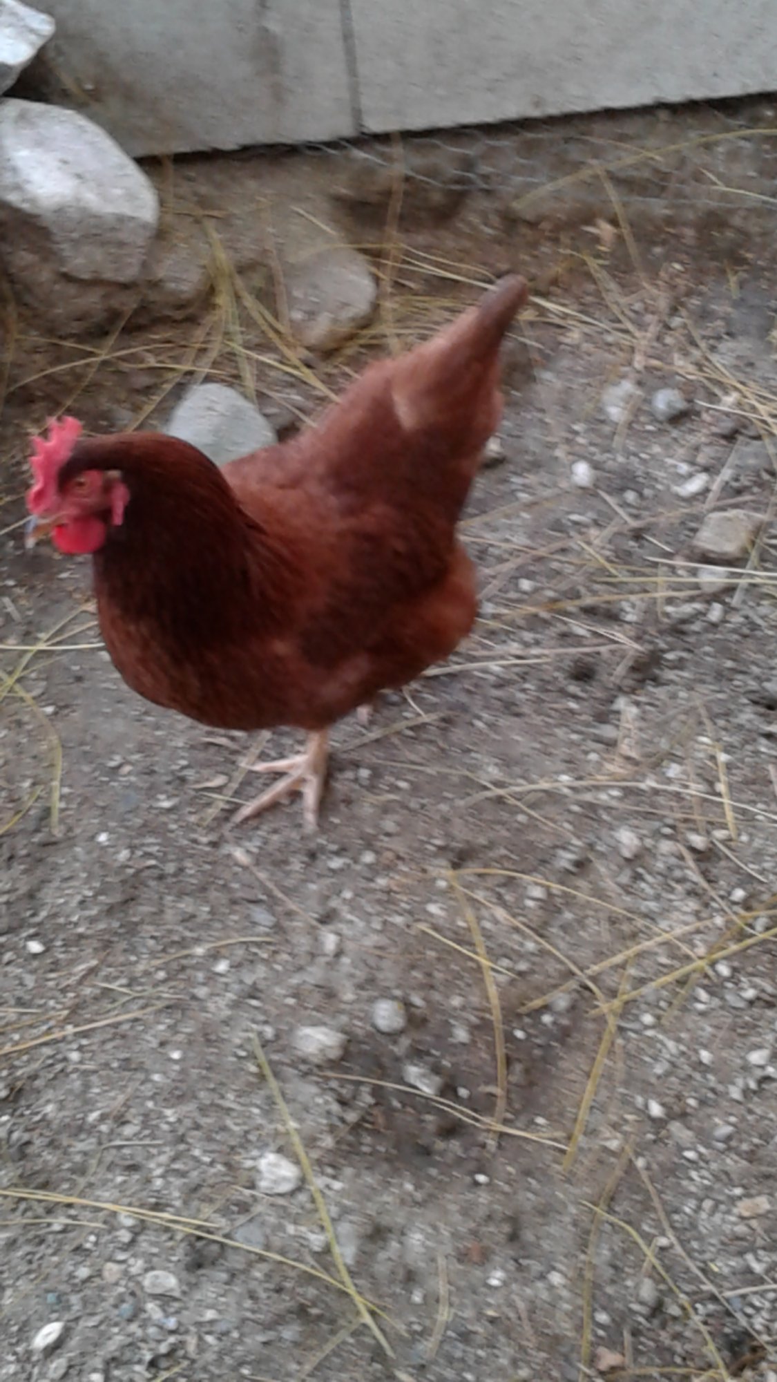 20170903 Proud Precious first brwn egg