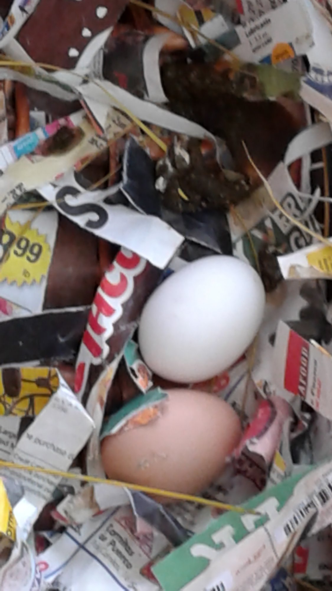 20170903 RIR First egg