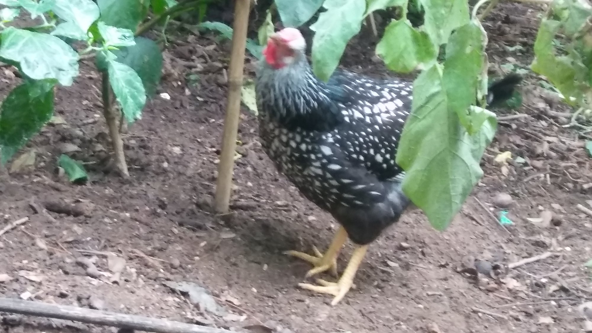 20170925_124136_Burst01