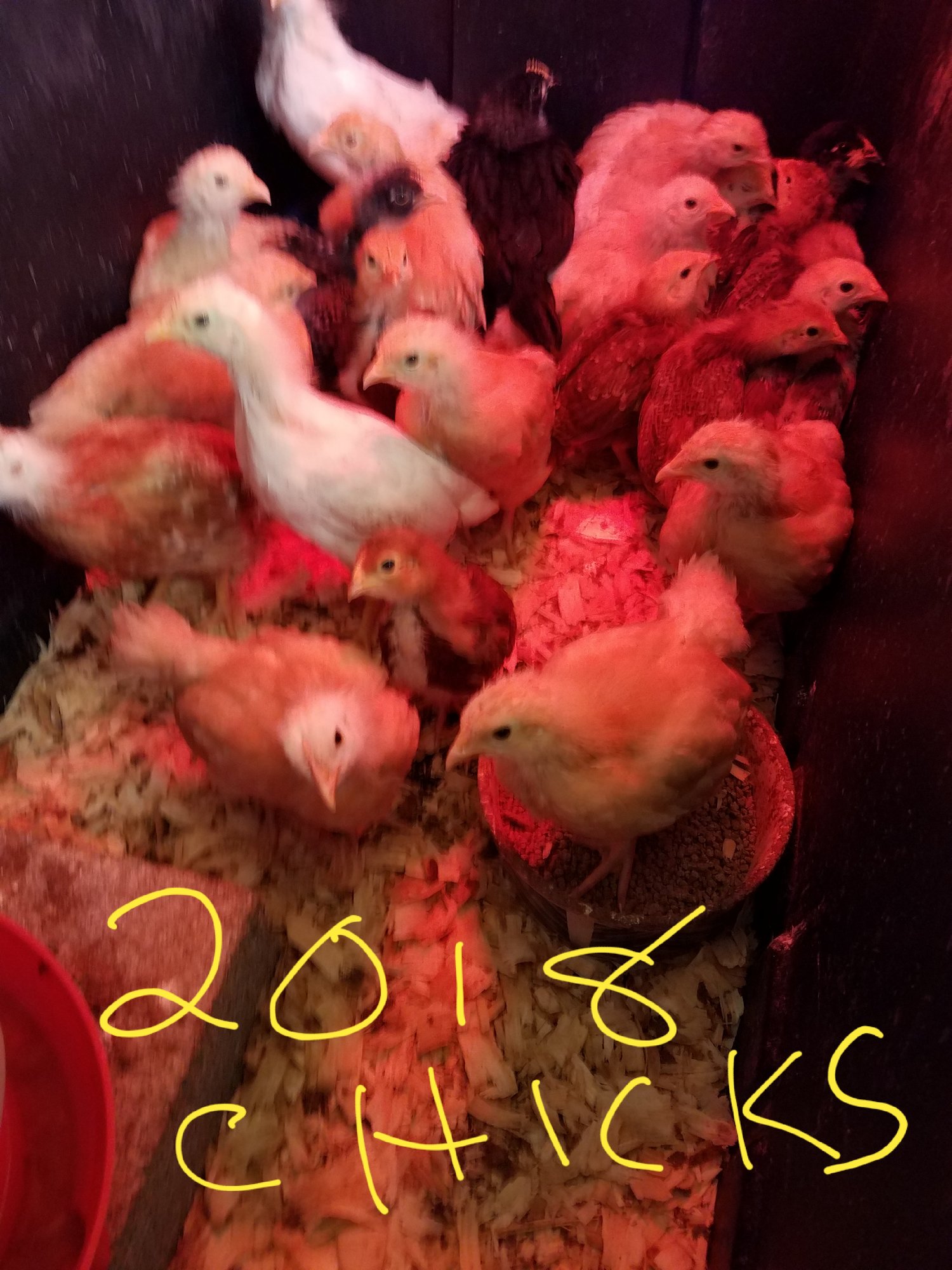 2018 Chicks