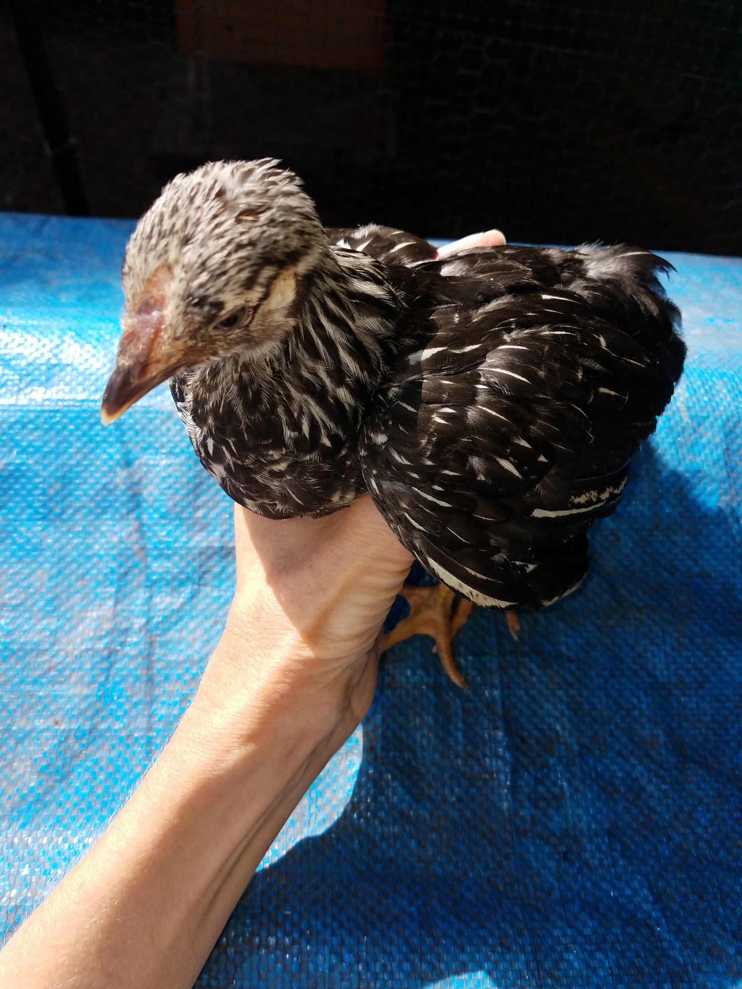 20180718_silver-laced Wyandotte