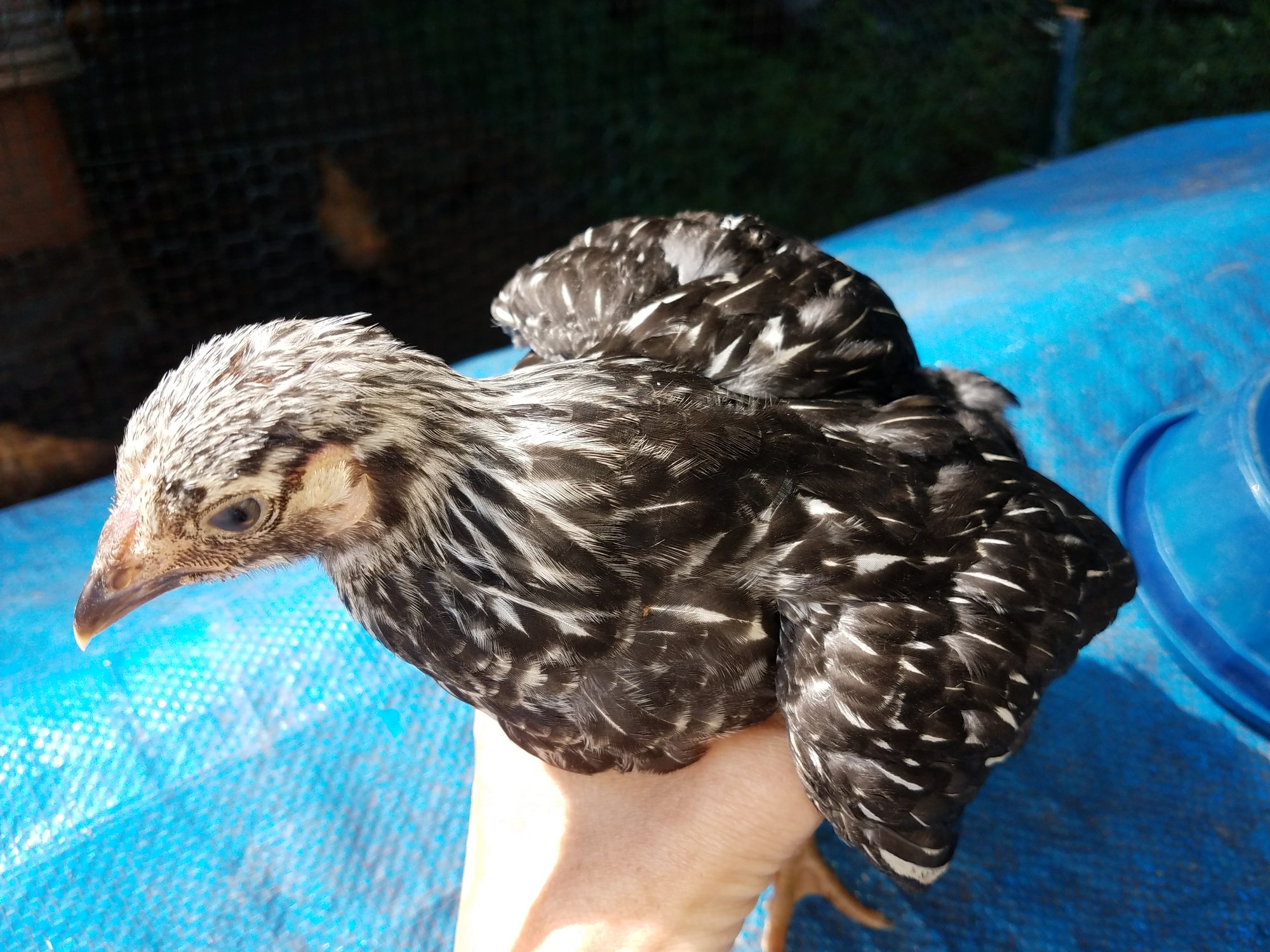 20180718_silver-laced Wyandotte