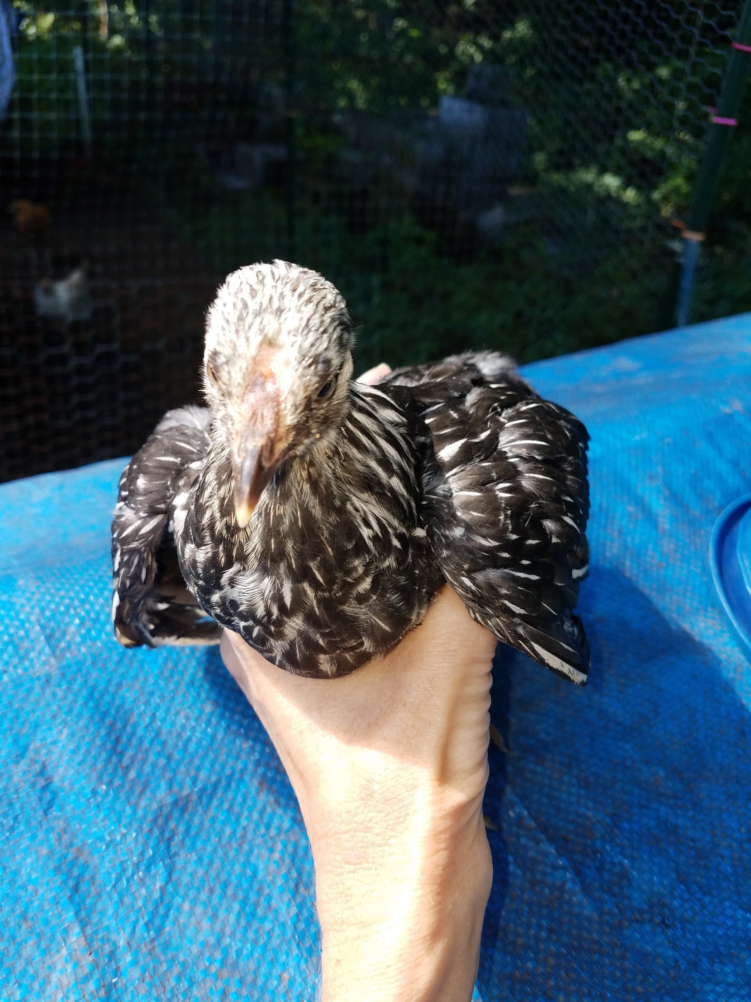 20180718_silver-laced Wyandotte