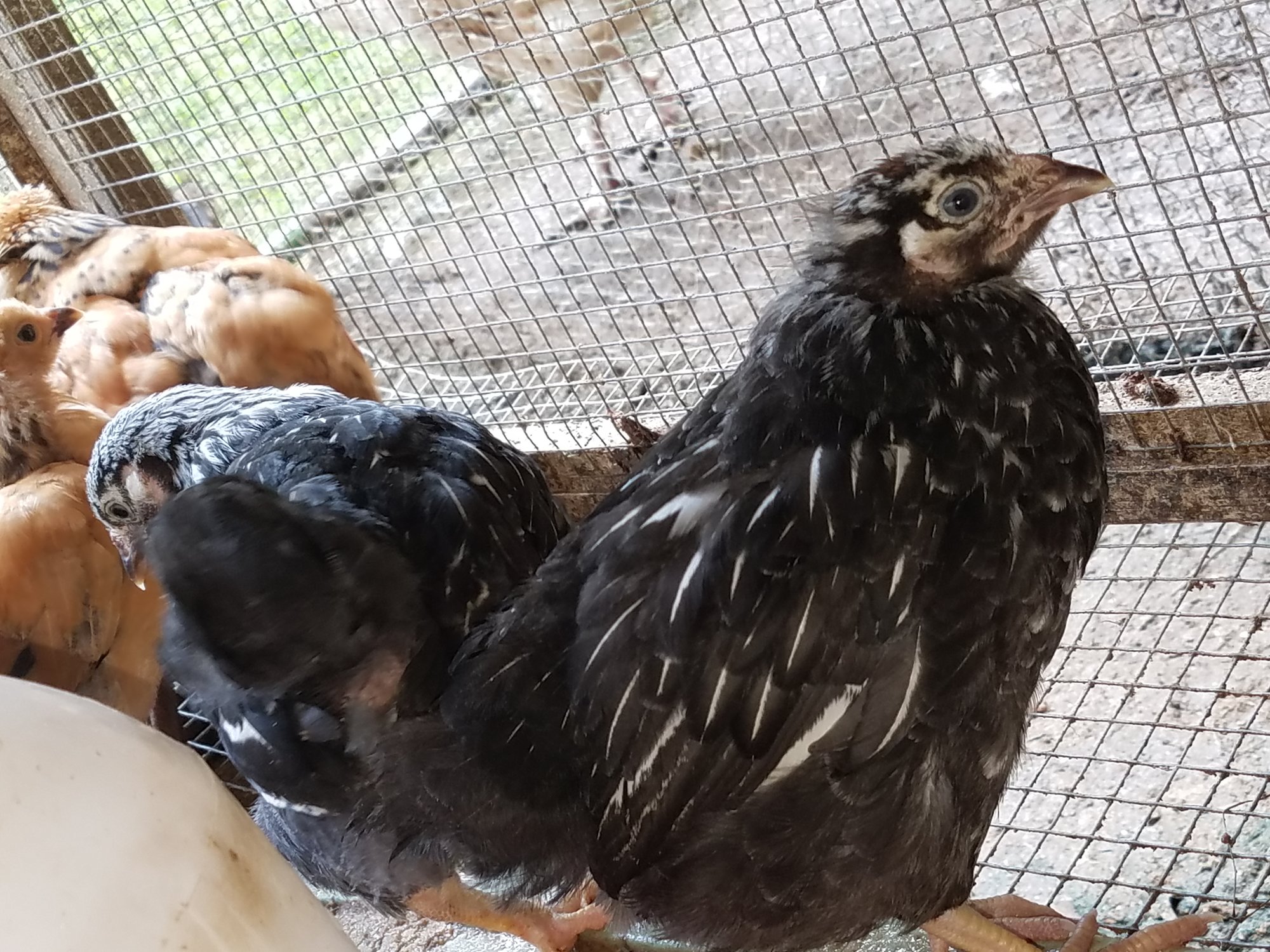 20180720_silver-laced Wyandotte