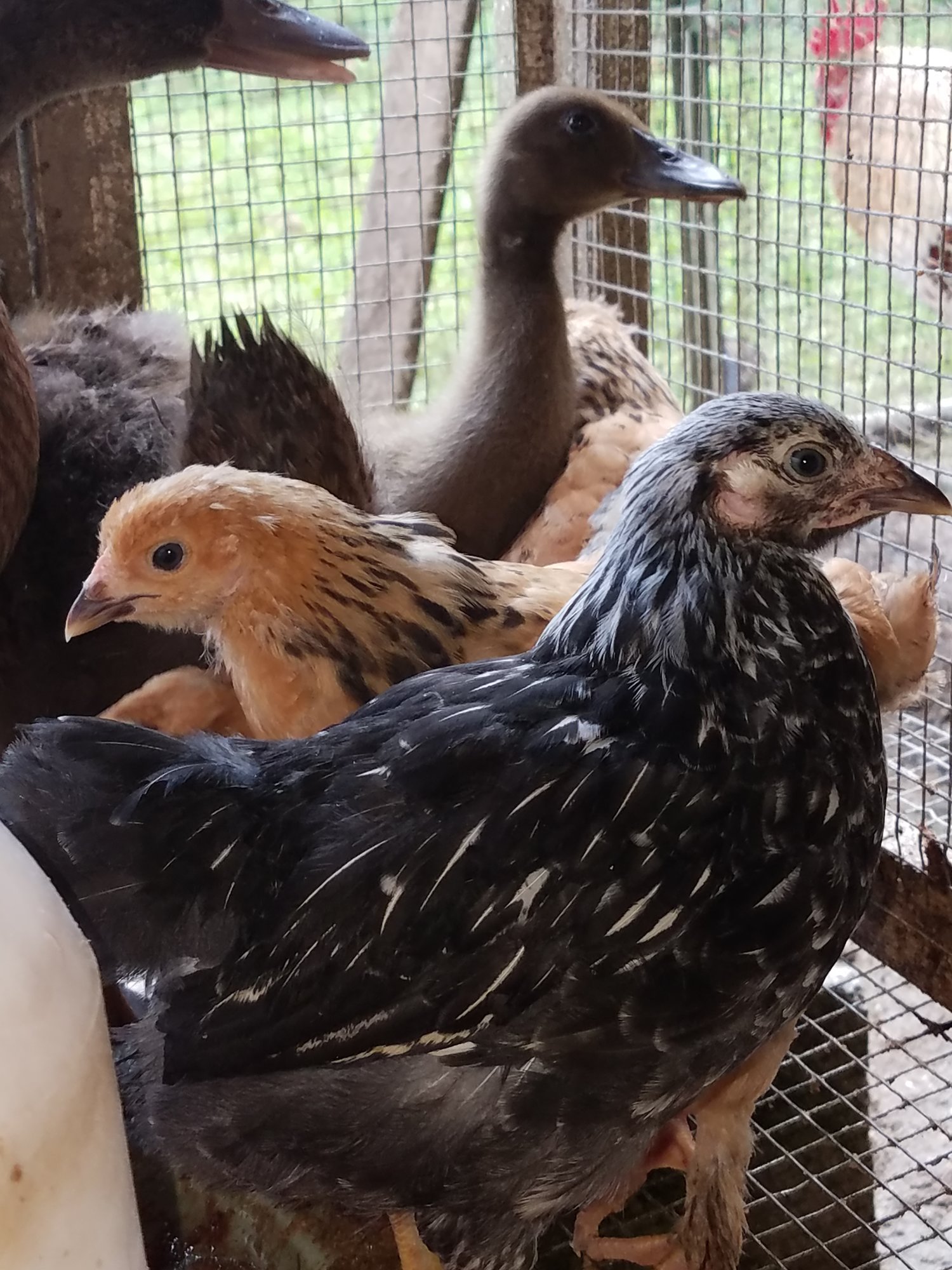20180720_silver-laced Wyandotte