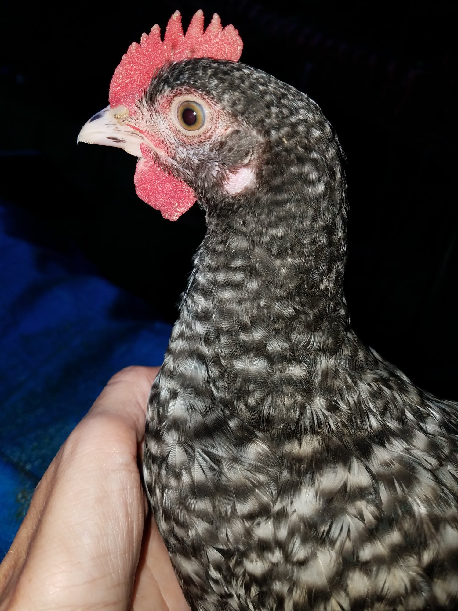 20180806 barred rock