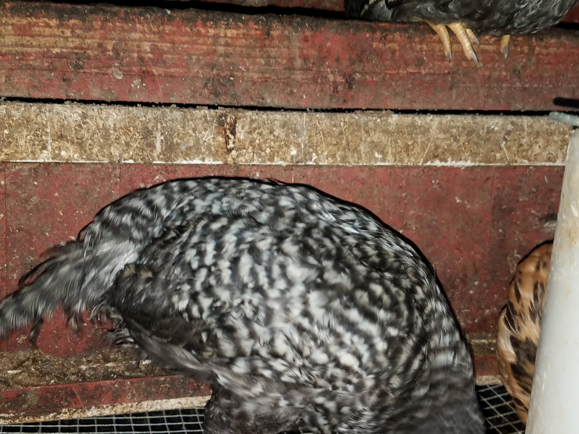 20180806_barred rock
