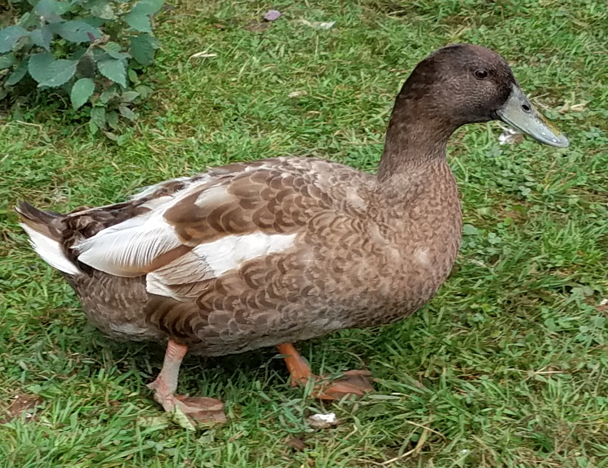 20180809_drake 1
