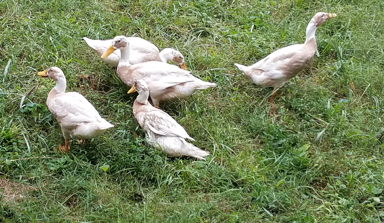 20180911_182045-crop