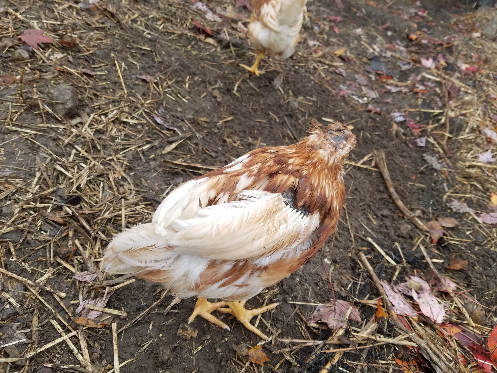 20181101_130459