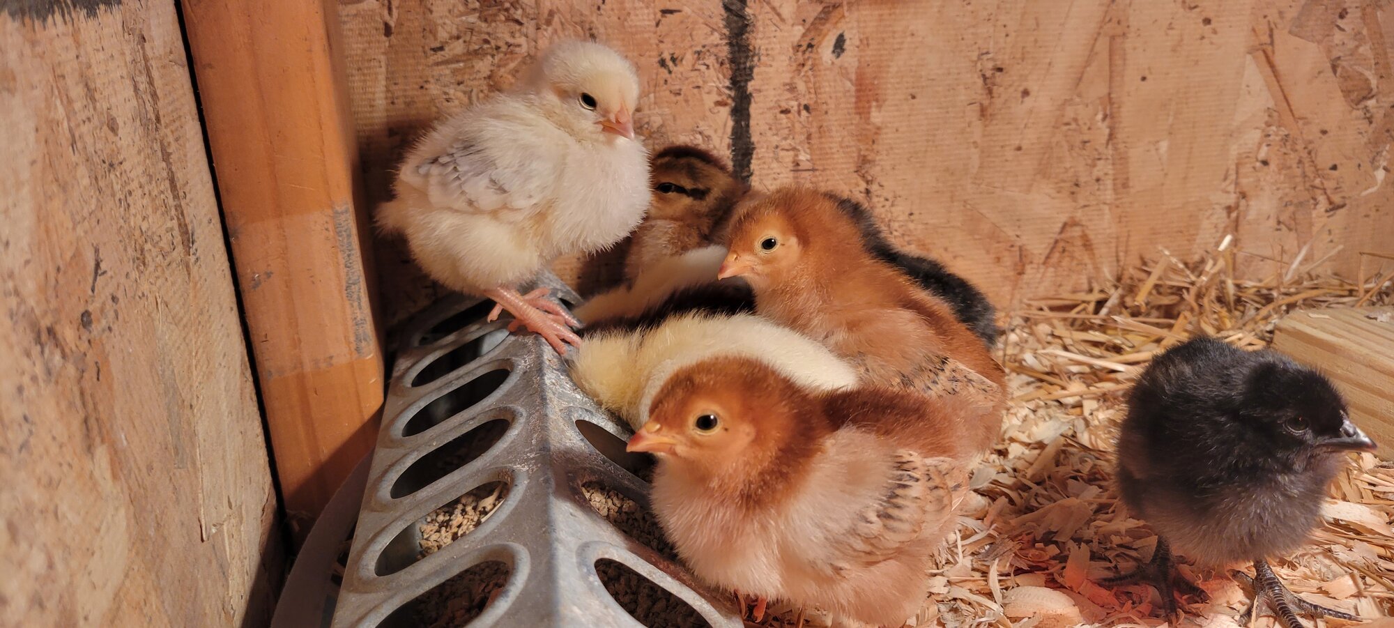 2023 brood