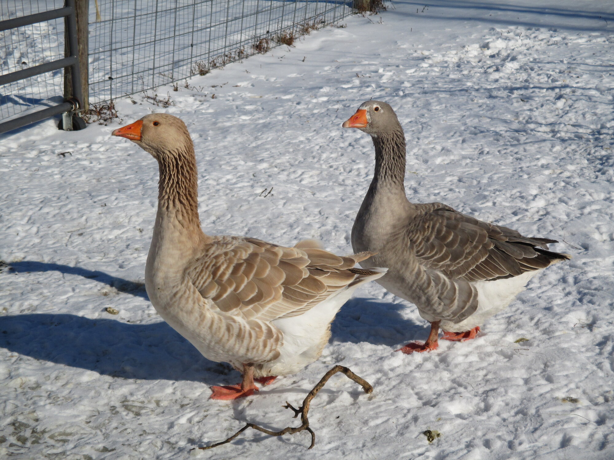 2024—Winter on the Farm Photo Contest 1.jpg