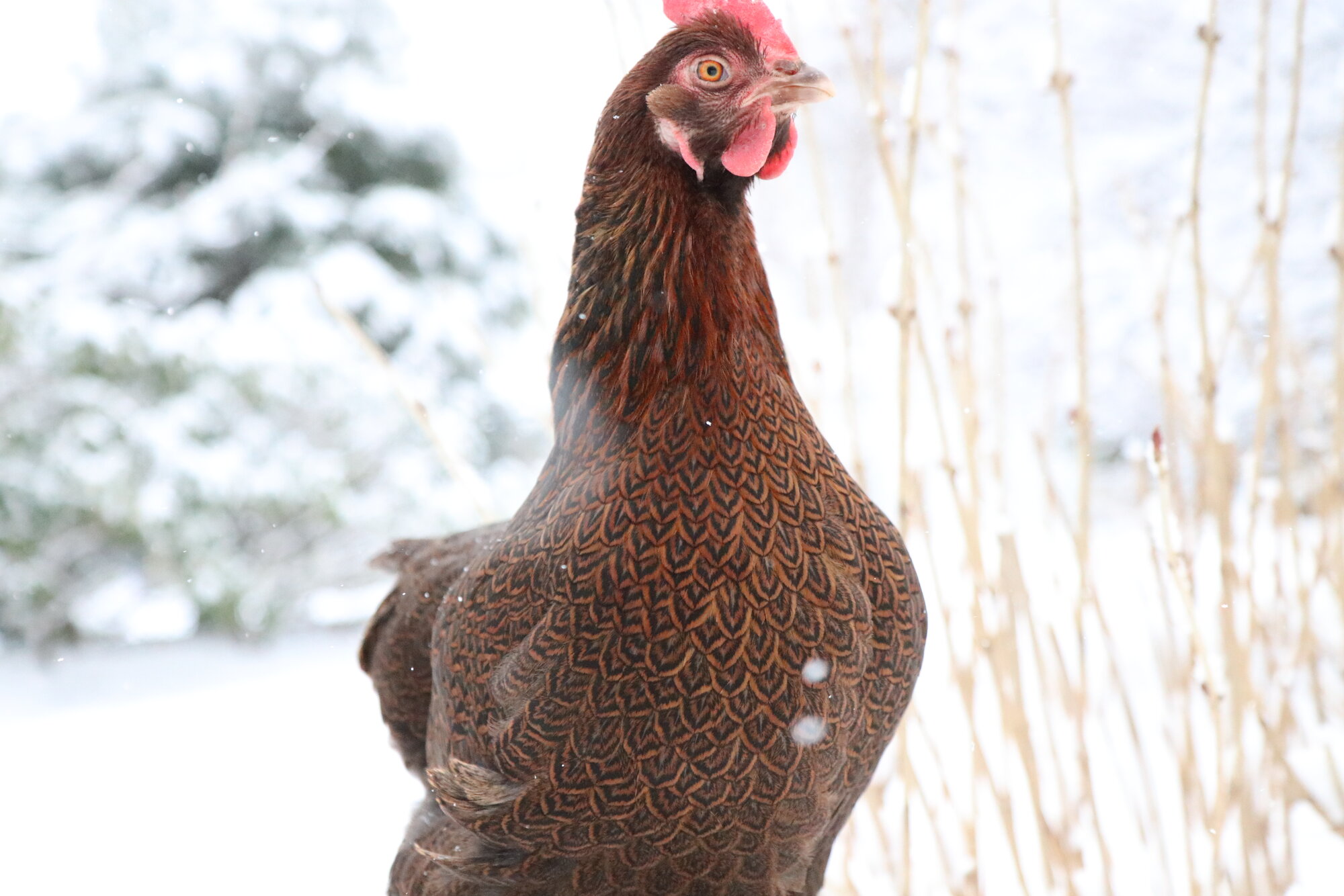 2024—Winter on the Farm Photo Contest 10.jpg