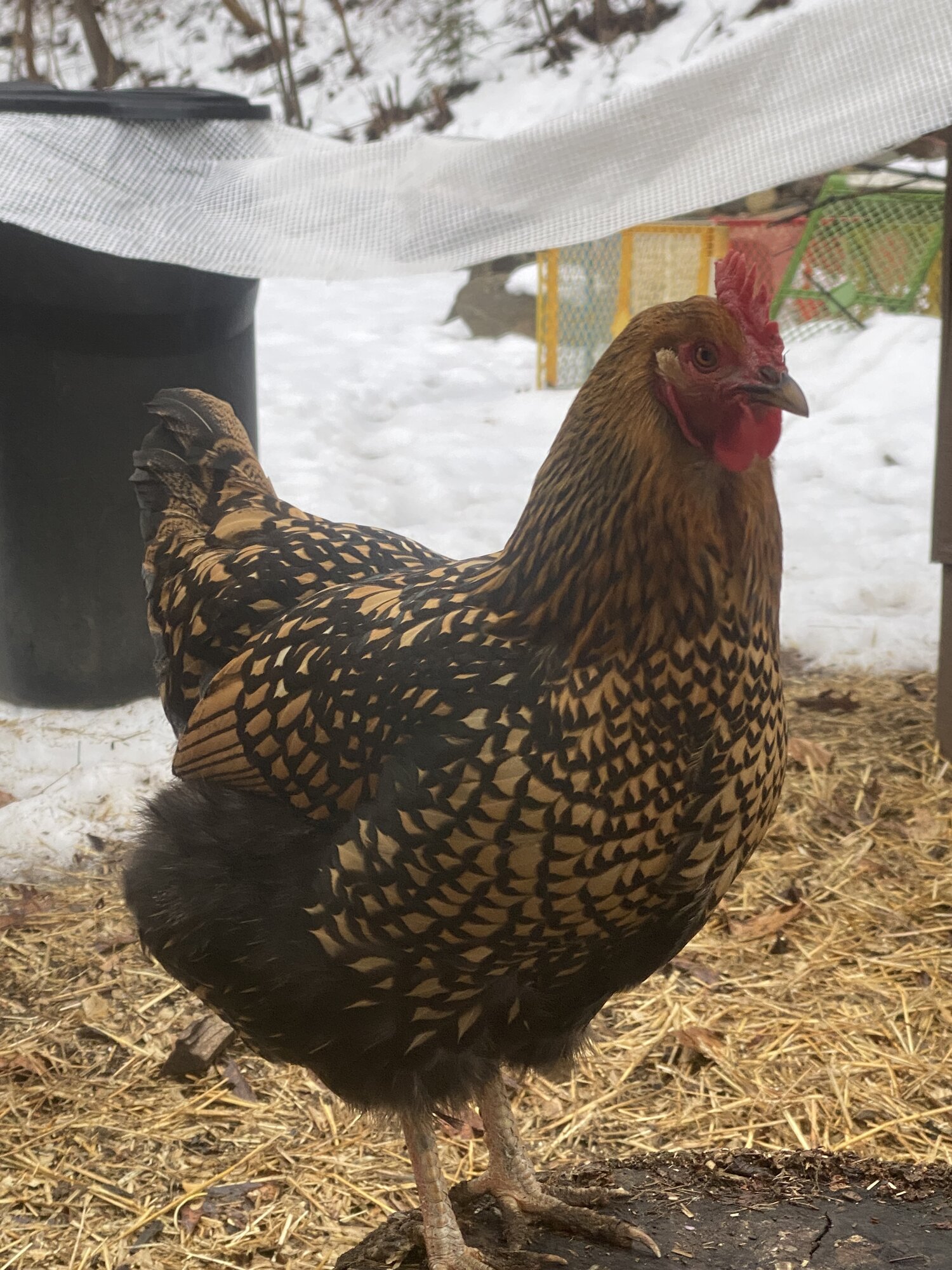 2024—Winter on the Farm Photo Contest 100.jpg