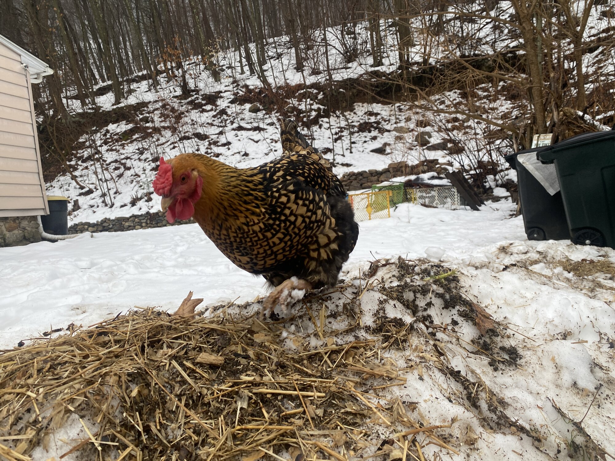 2024—Winter on the Farm Photo Contest 101.jpg