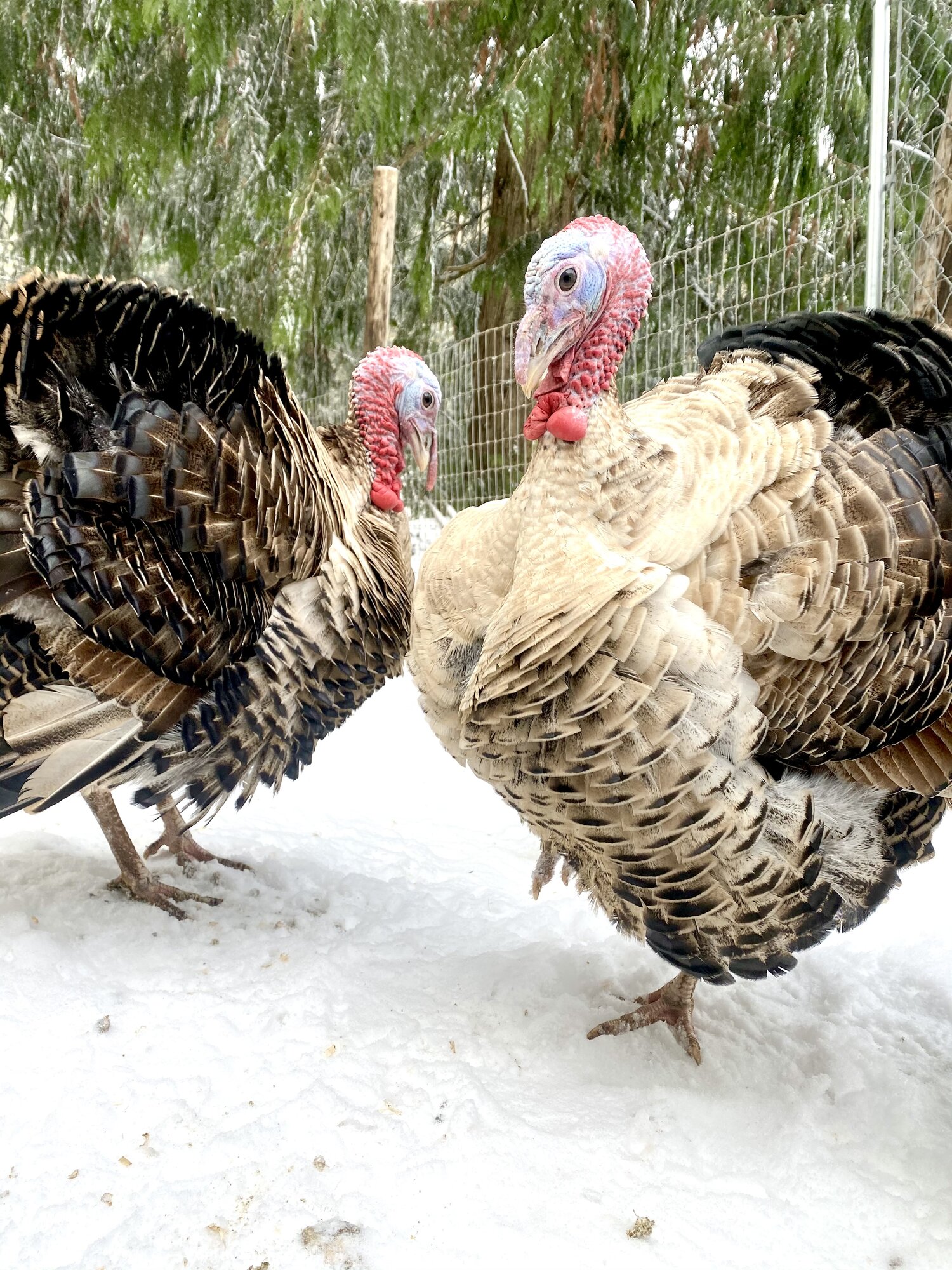 2024—Winter on the Farm Photo Contest 102.jpg