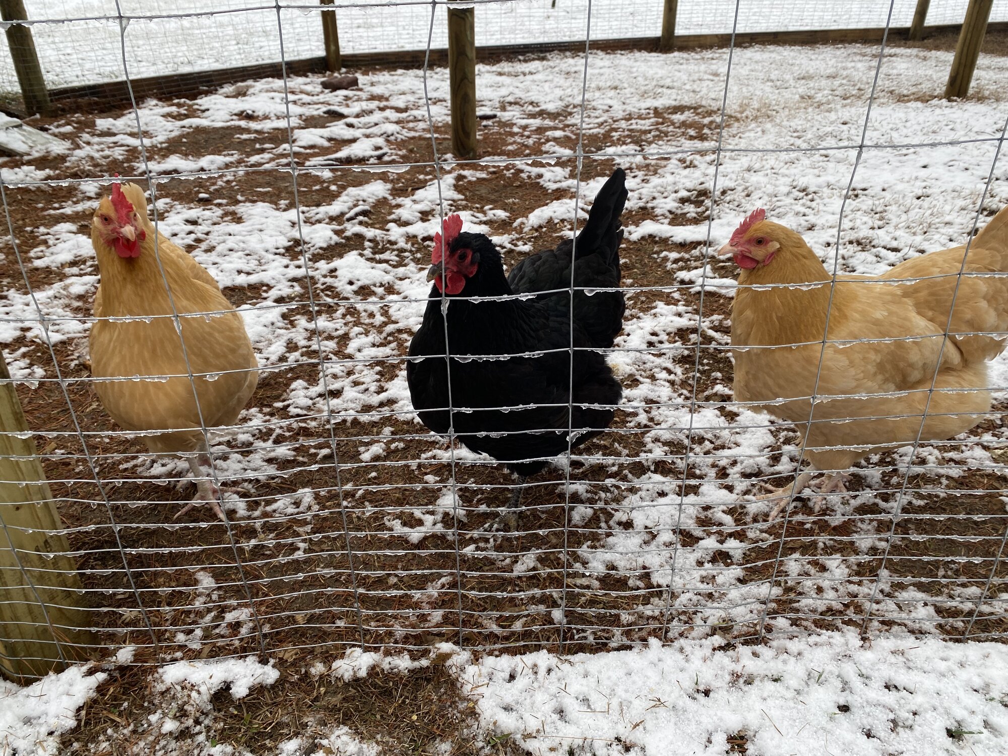 2024—Winter on the Farm Photo Contest 104.jpg