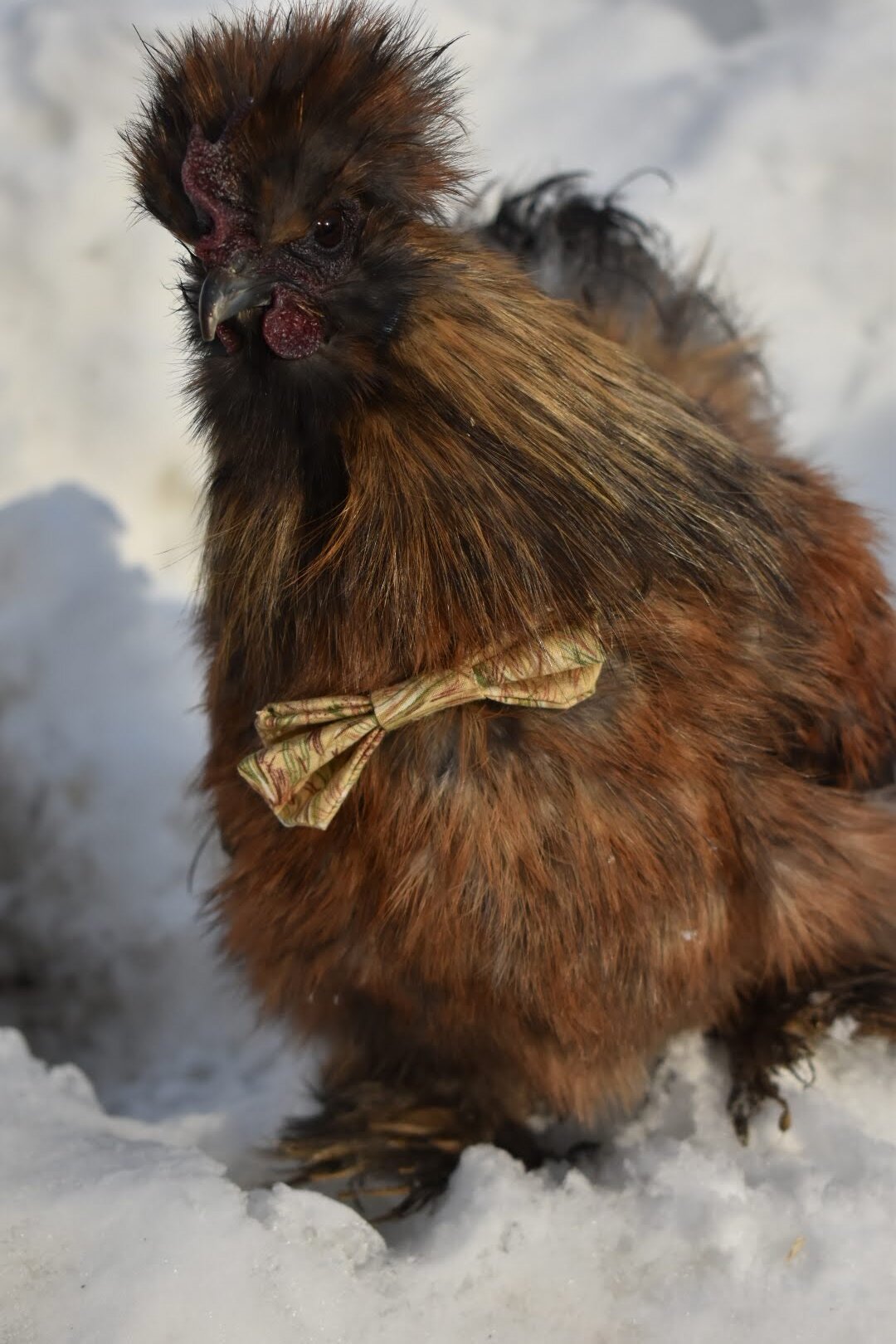 2024—Winter on the Farm Photo Contest 106.jpg