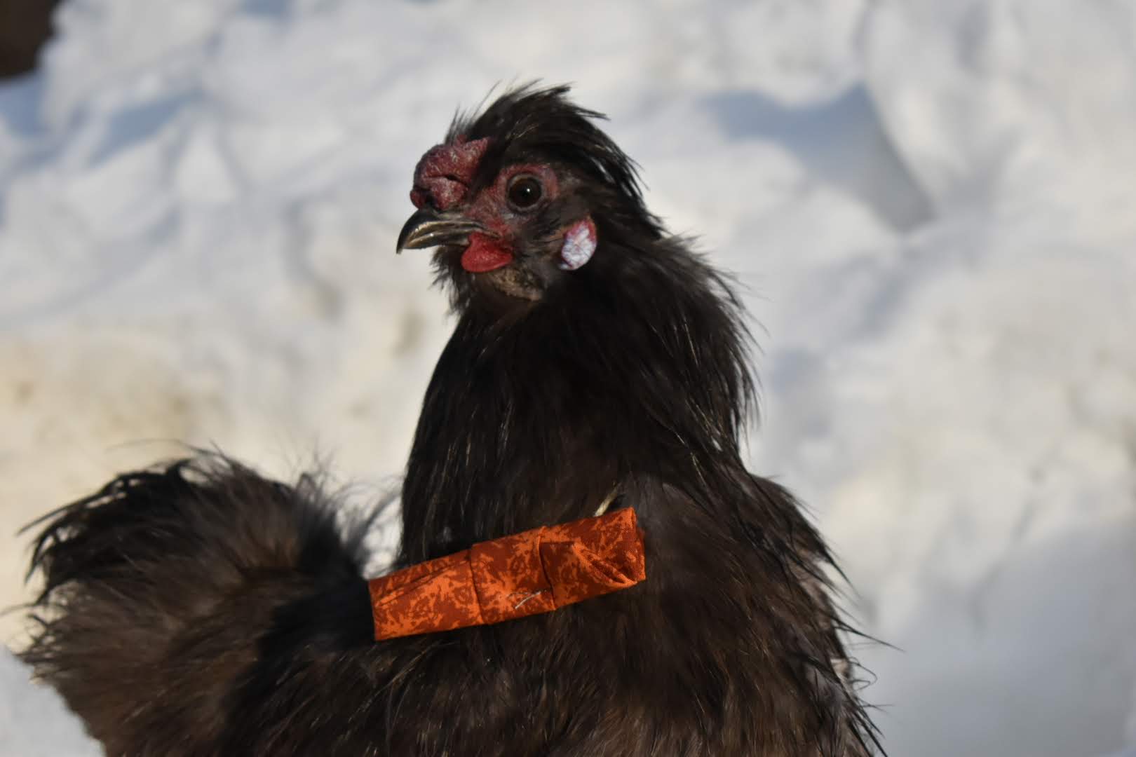 2024—Winter on the Farm Photo Contest 107.jpg
