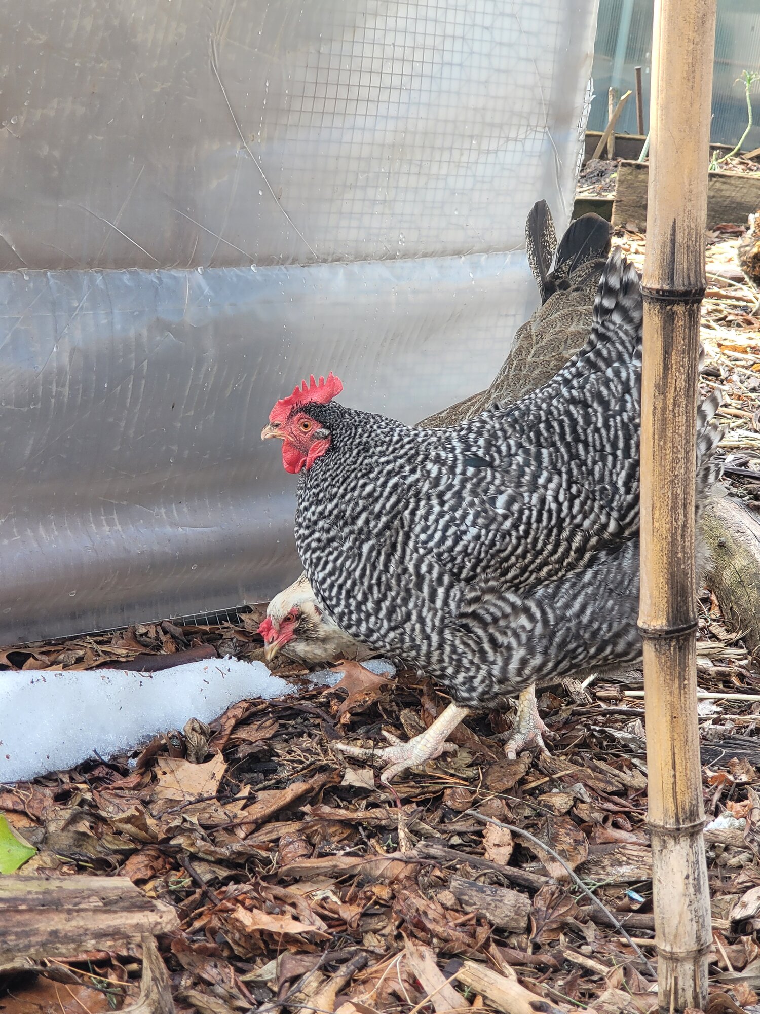 2024—Winter on the Farm Photo Contest 109.jpg