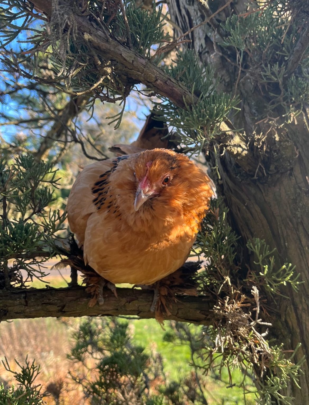 2024—Winter on the Farm Photo Contest 11.jpg