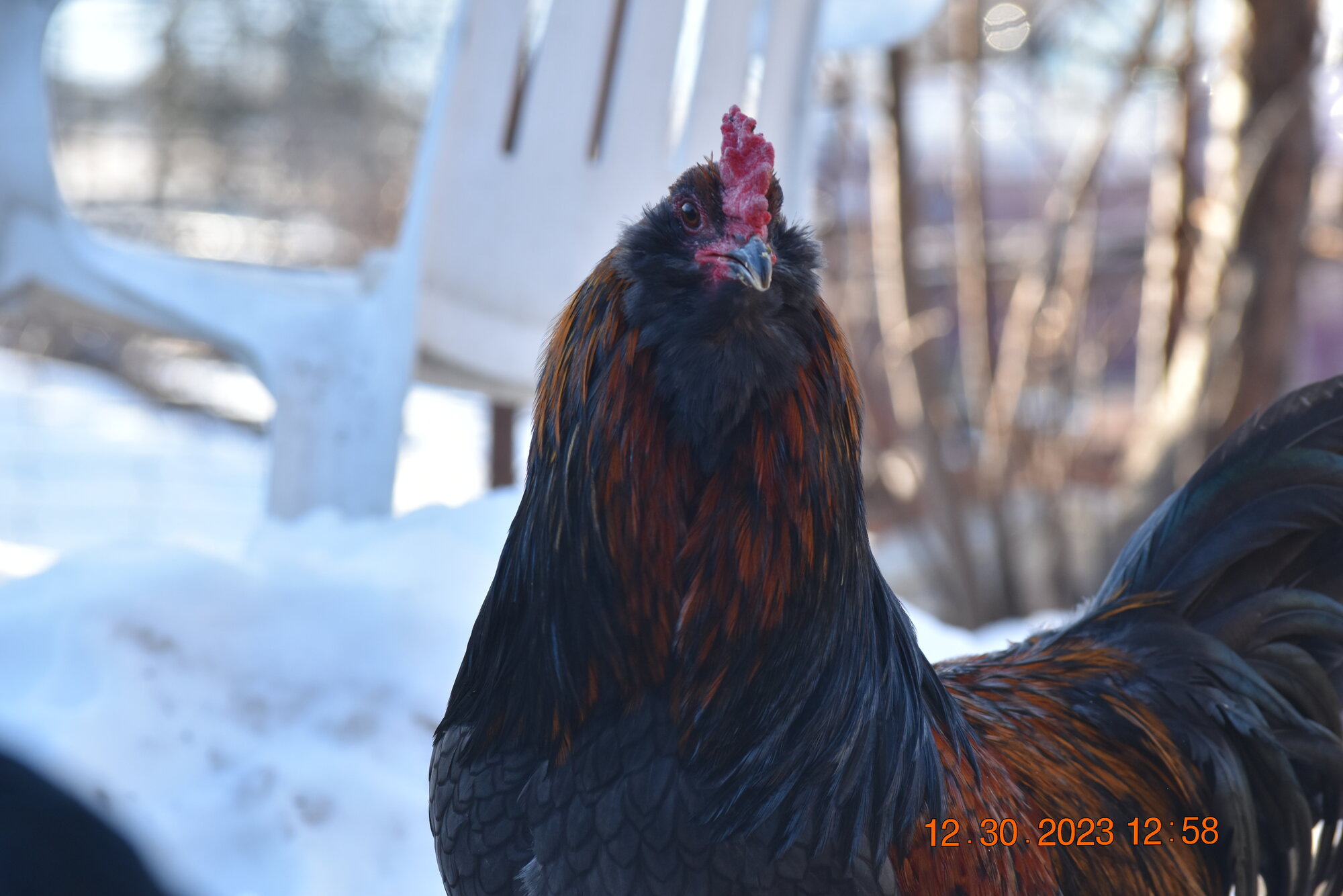 2024—Winter on the Farm Photo Contest 110.jpg
