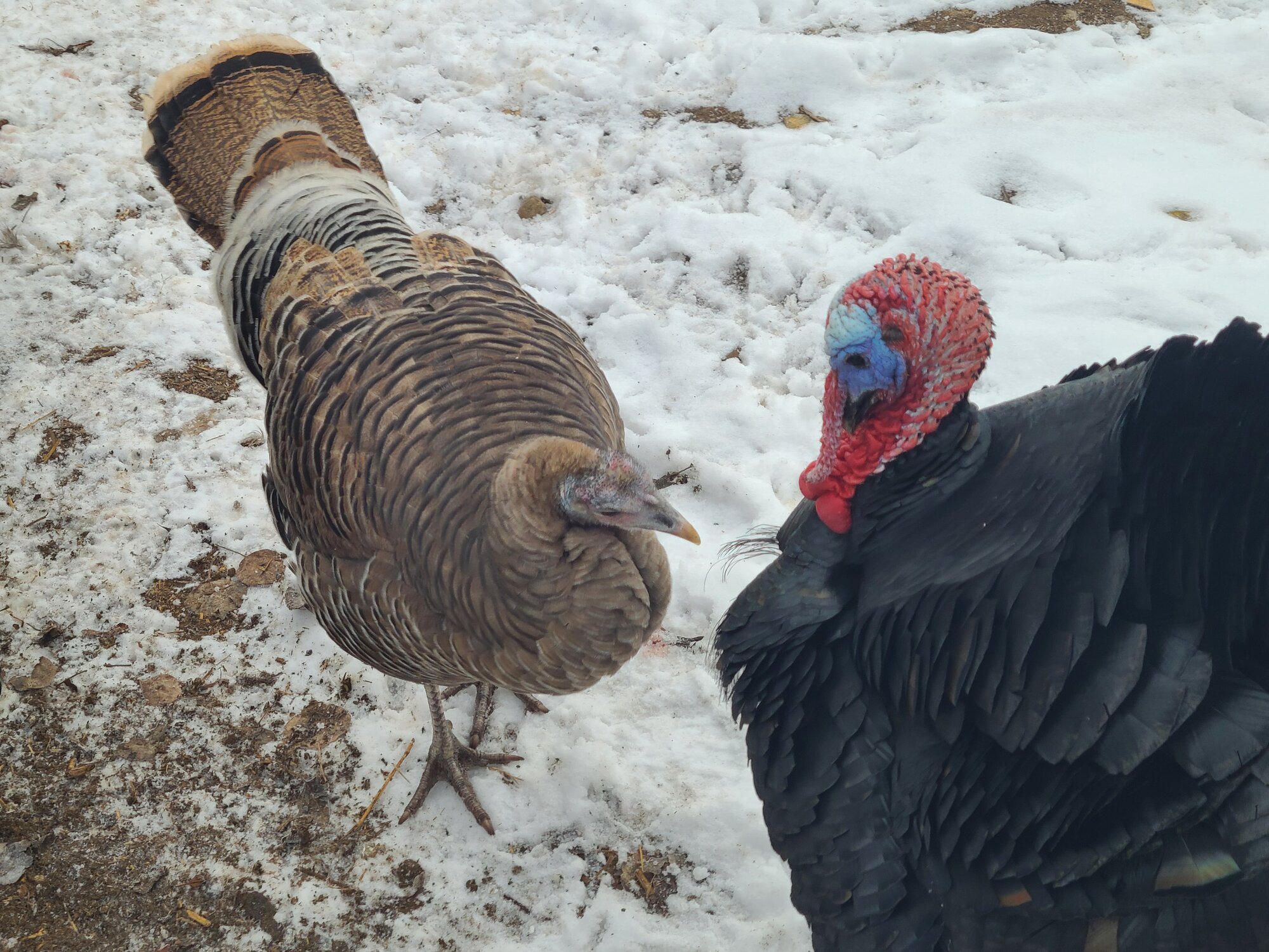 2024—Winter on the Farm Photo Contest 111.jpg