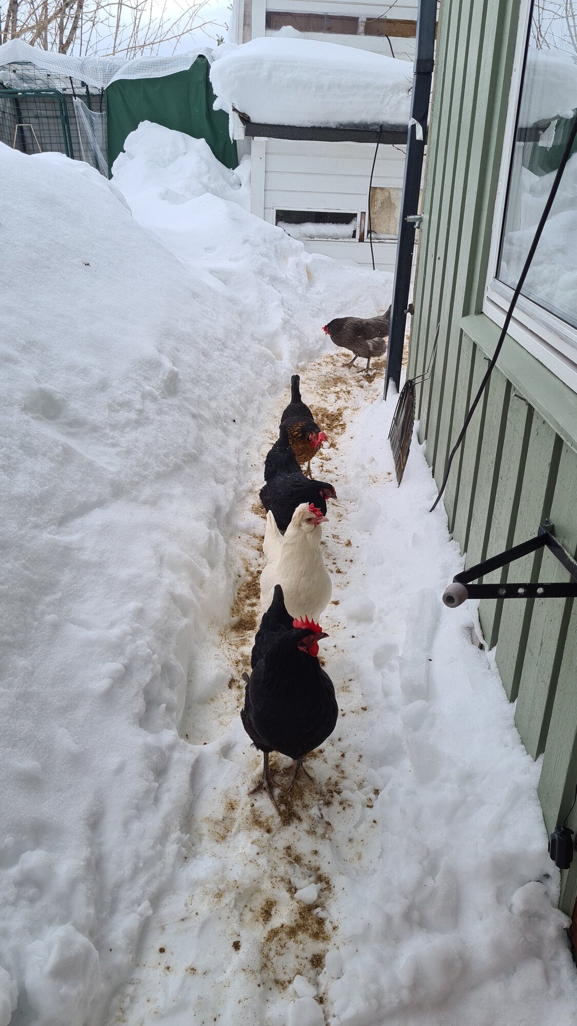 2024—Winter on the Farm Photo Contest 13.jpg