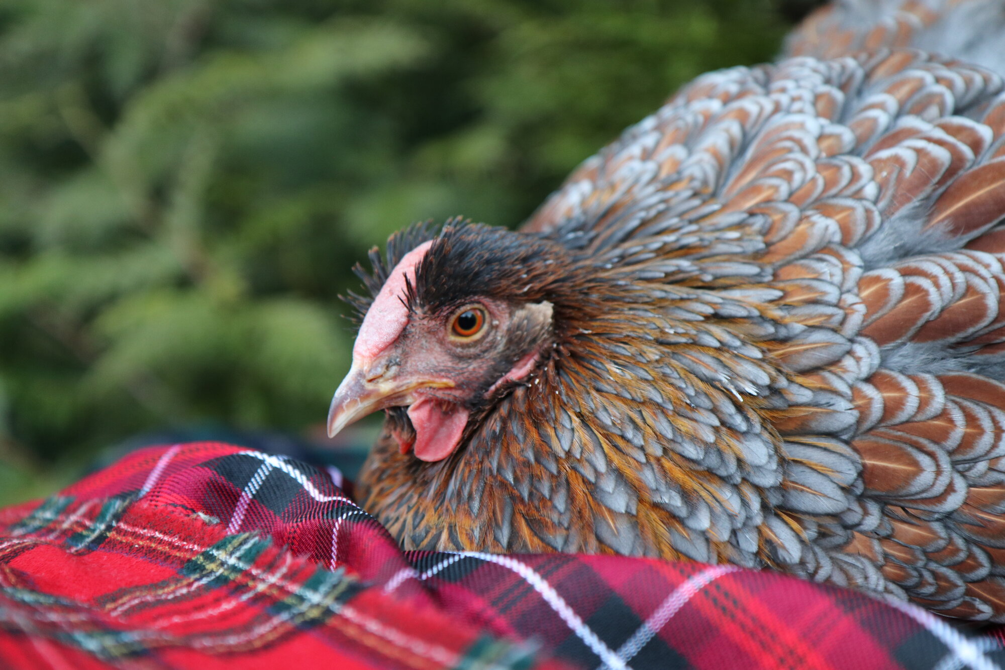 2024—Winter on the Farm Photo Contest 16.jpg