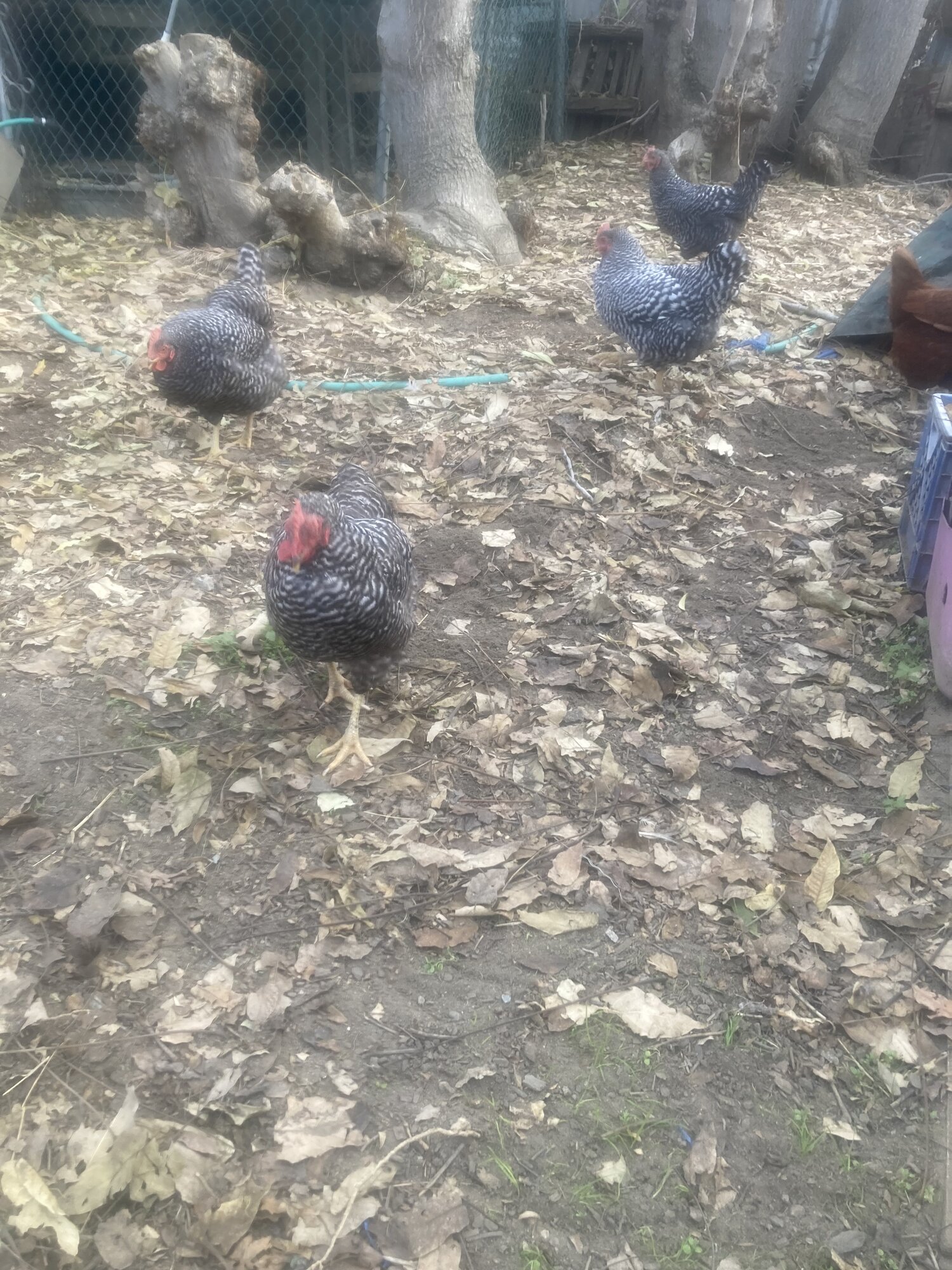 2024—Winter on the Farm Photo Contest 17.jpg