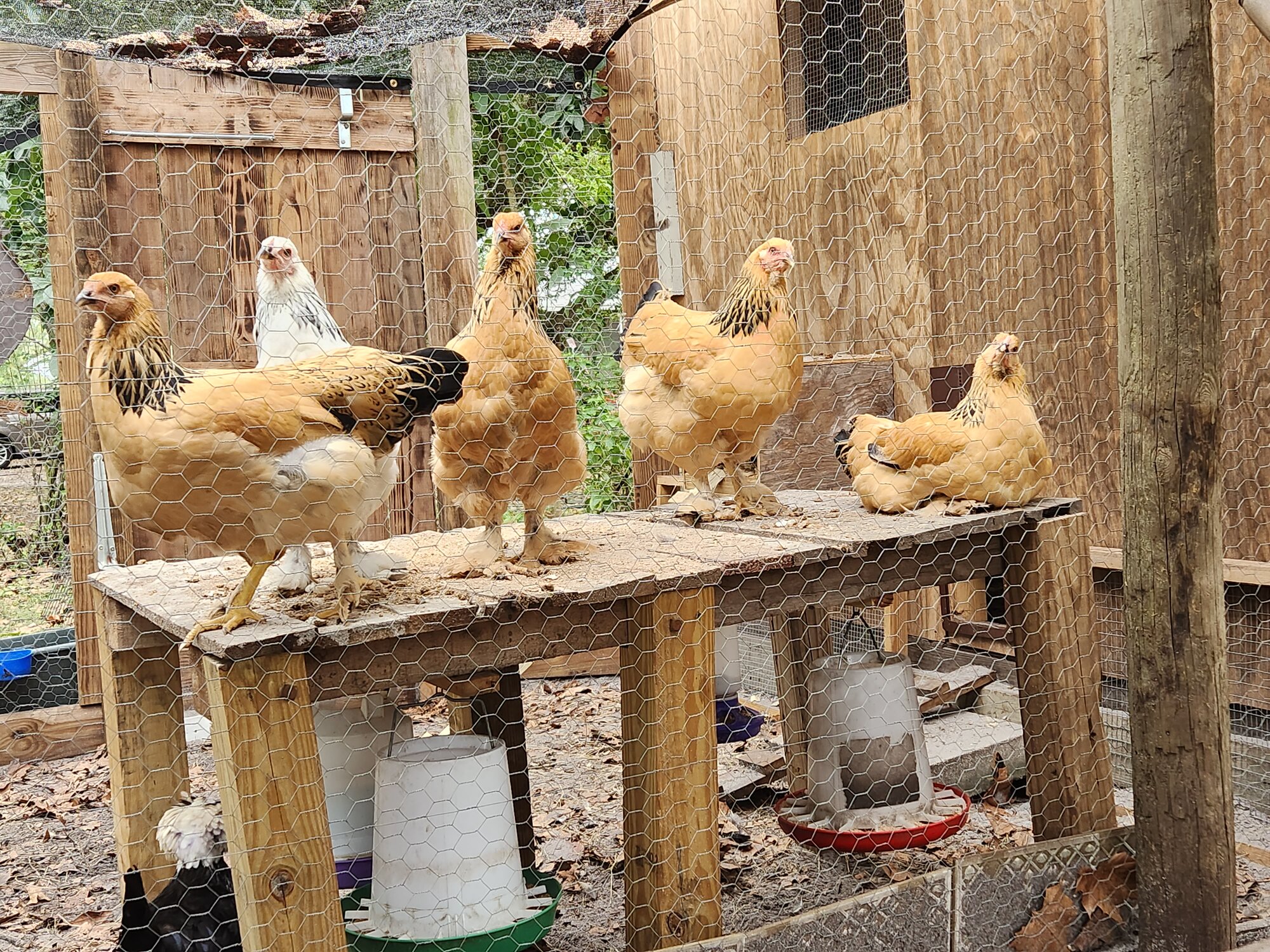 2024—Winter on the Farm Photo Contest 18.jpg