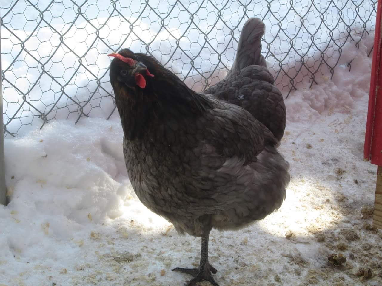 2024—Winter on the Farm Photo Contest 19.jpg