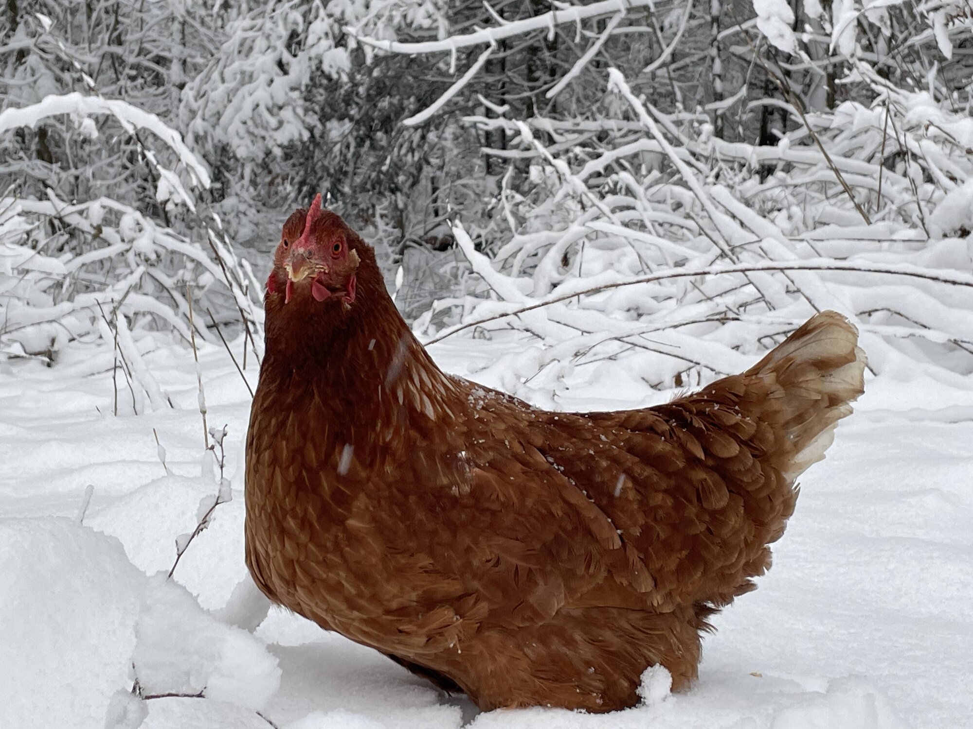 2024—Winter on the Farm Photo Contest 2.jpg