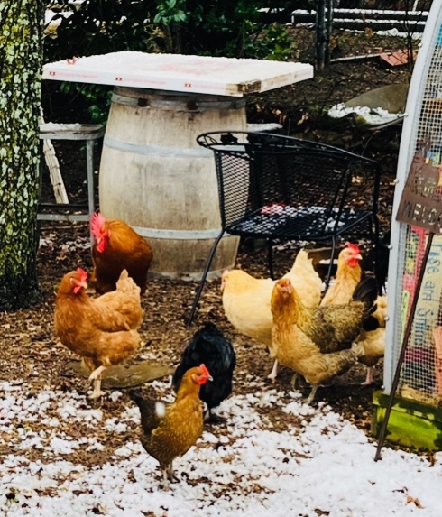 2024—Winter on the Farm Photo Contest 21.jpg