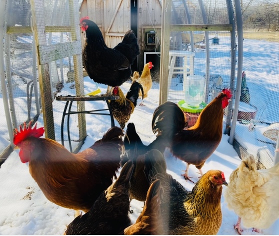 2024—Winter on the Farm Photo Contest 22.jpg
