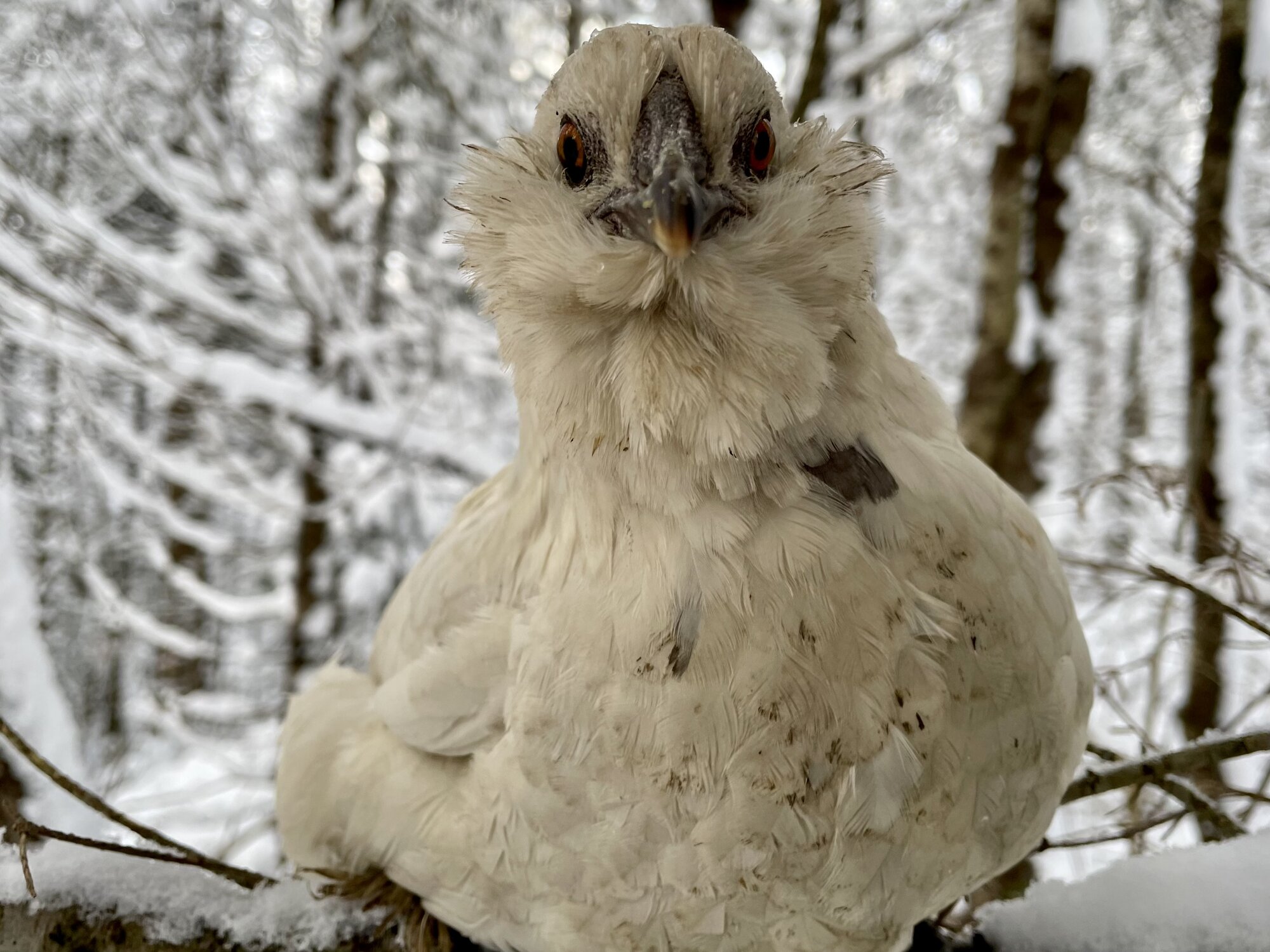 2024—Winter on the Farm Photo Contest 25.jpg