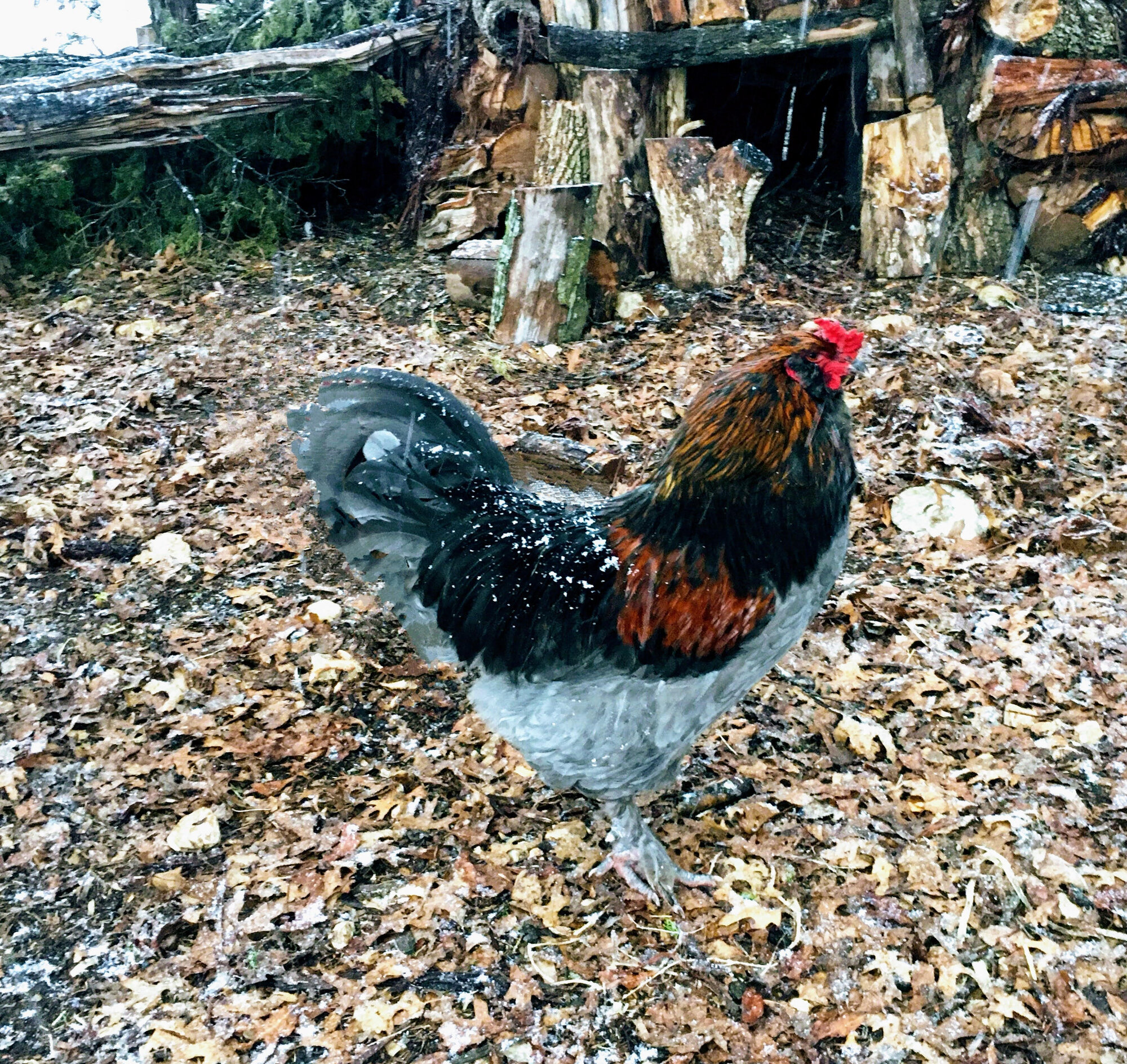 2024—Winter on the Farm Photo Contest 27.jpg
