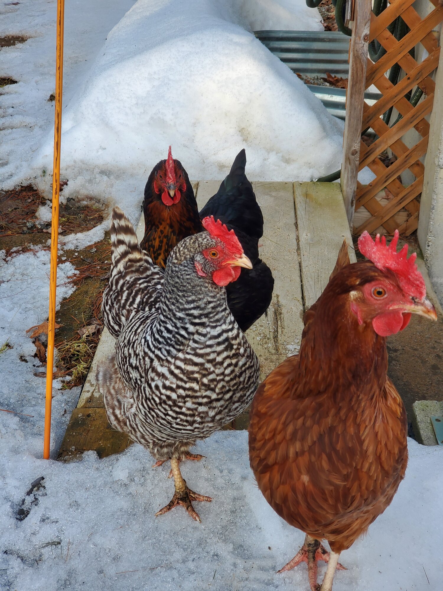 2024—Winter on the Farm Photo Contest 29.jpg