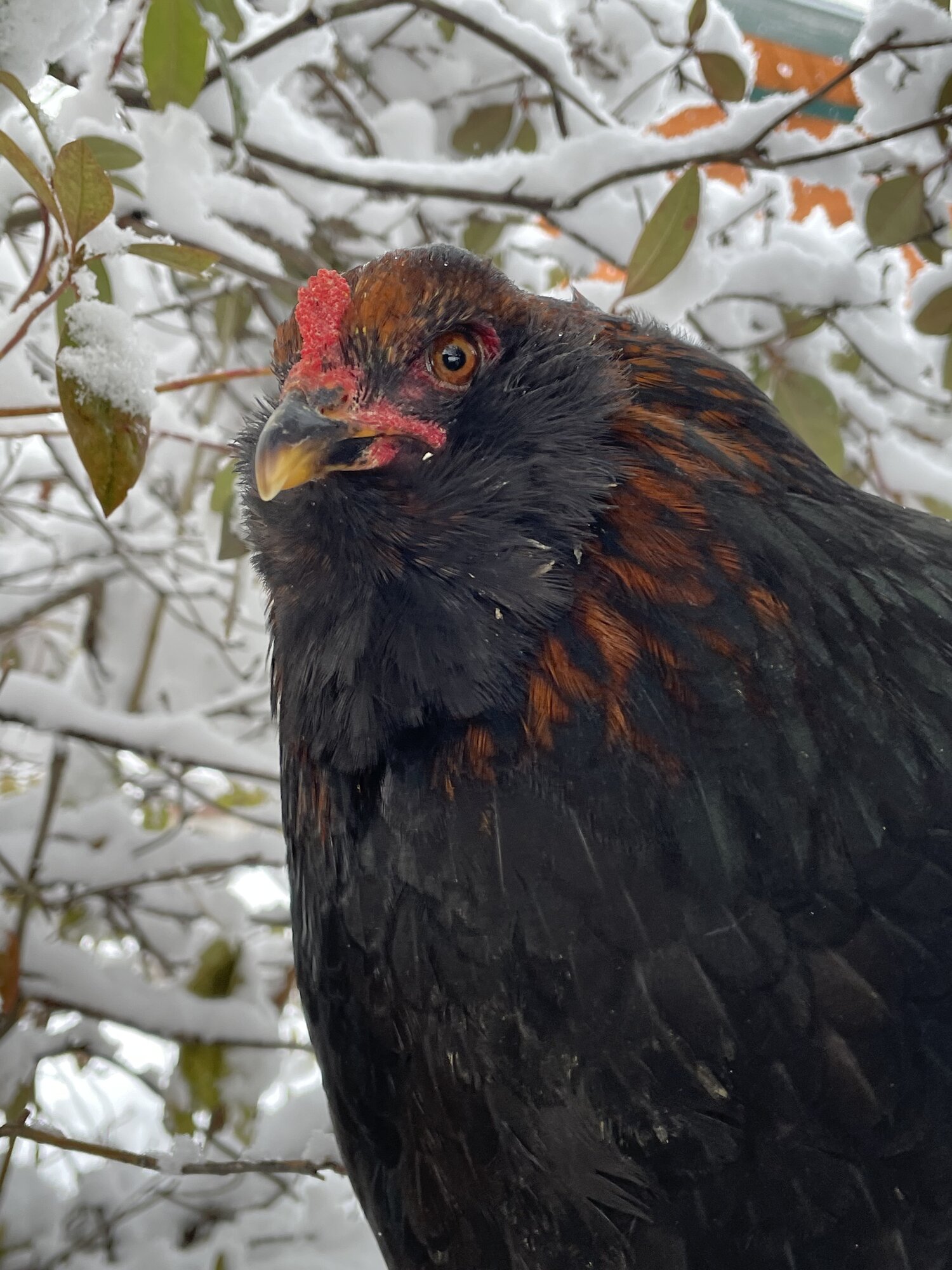 2024—Winter on the Farm Photo Contest 3.jpg