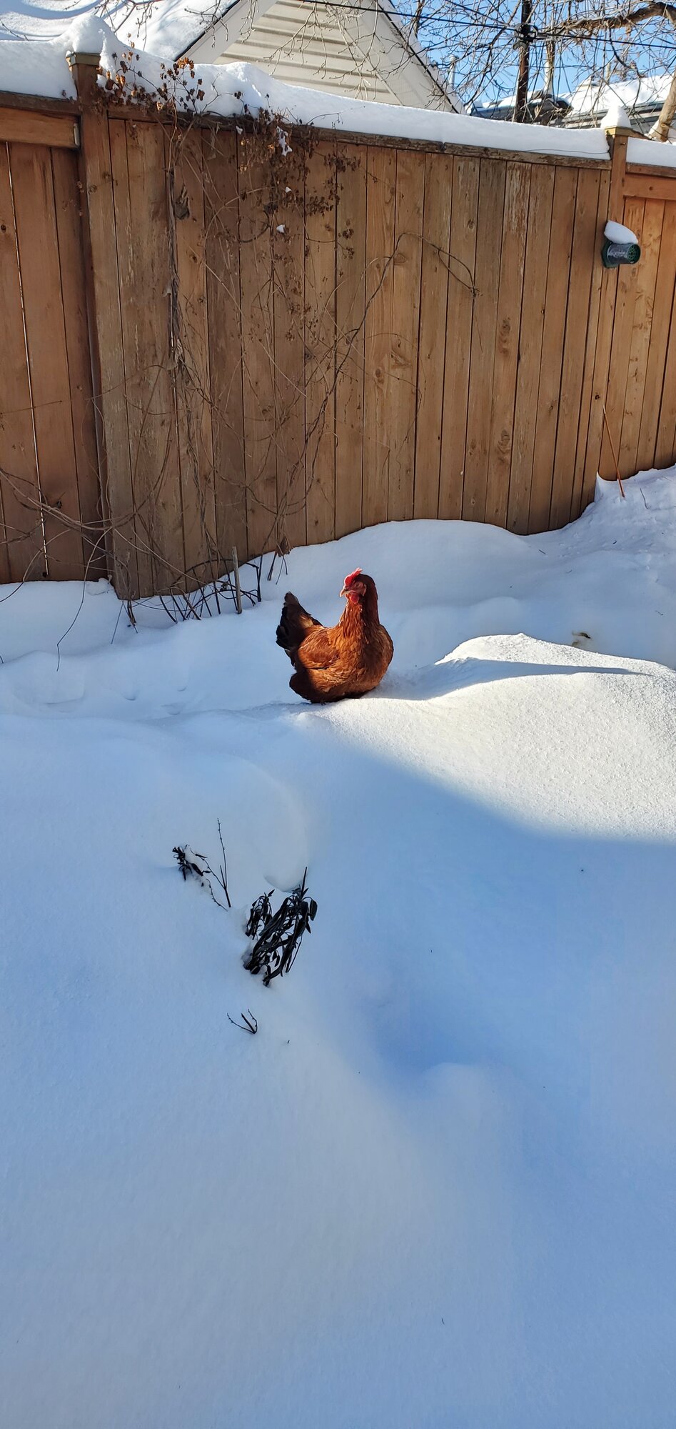 2024—Winter on the Farm Photo Contest 30.jpg