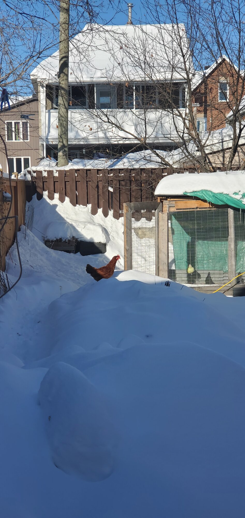 2024—Winter on the Farm Photo Contest 31.jpg