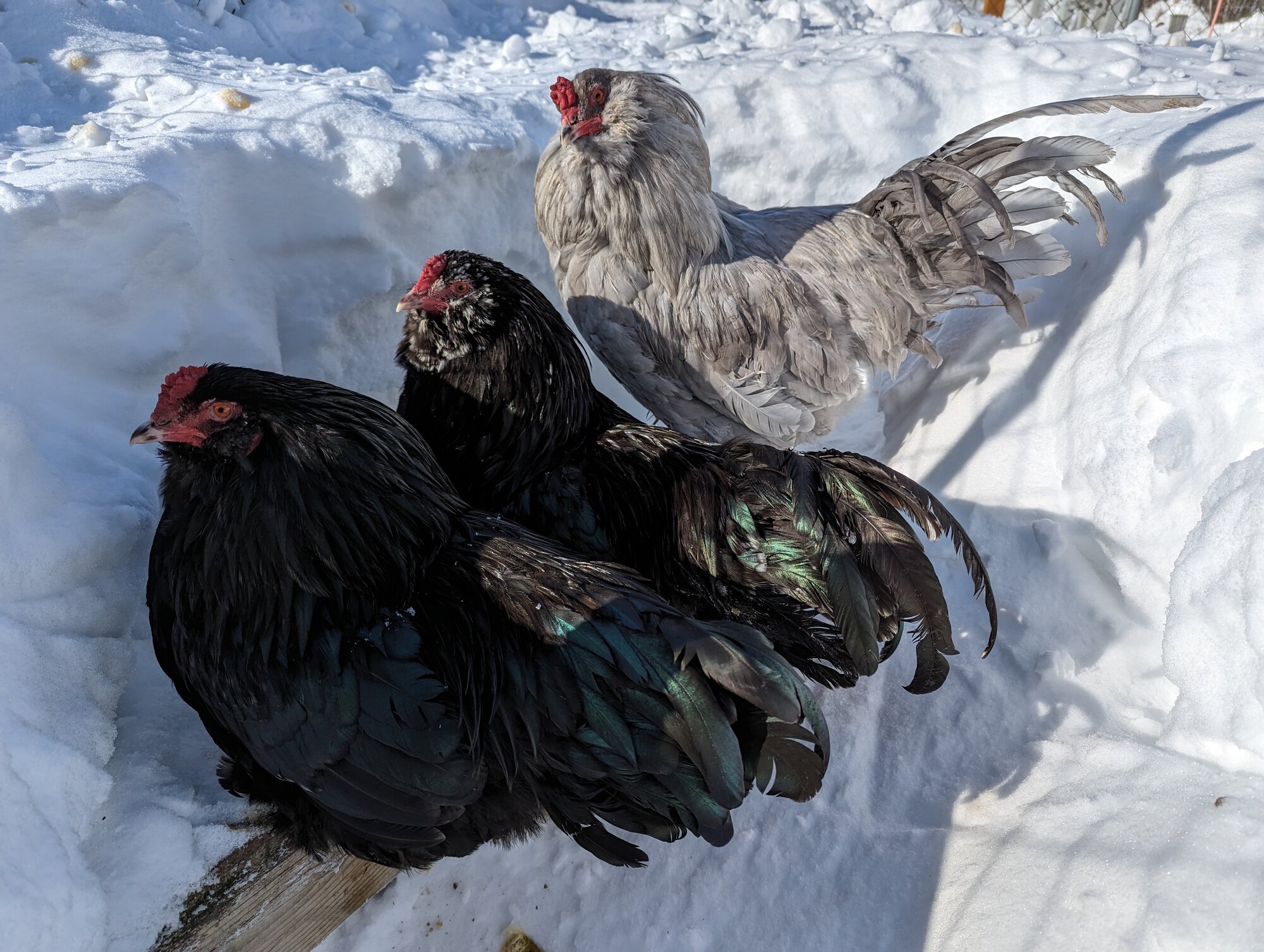 2024—Winter on the Farm Photo Contest 32.jpg