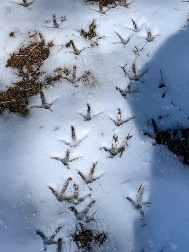 2024—Winter on the Farm Photo Contest 33.jpg