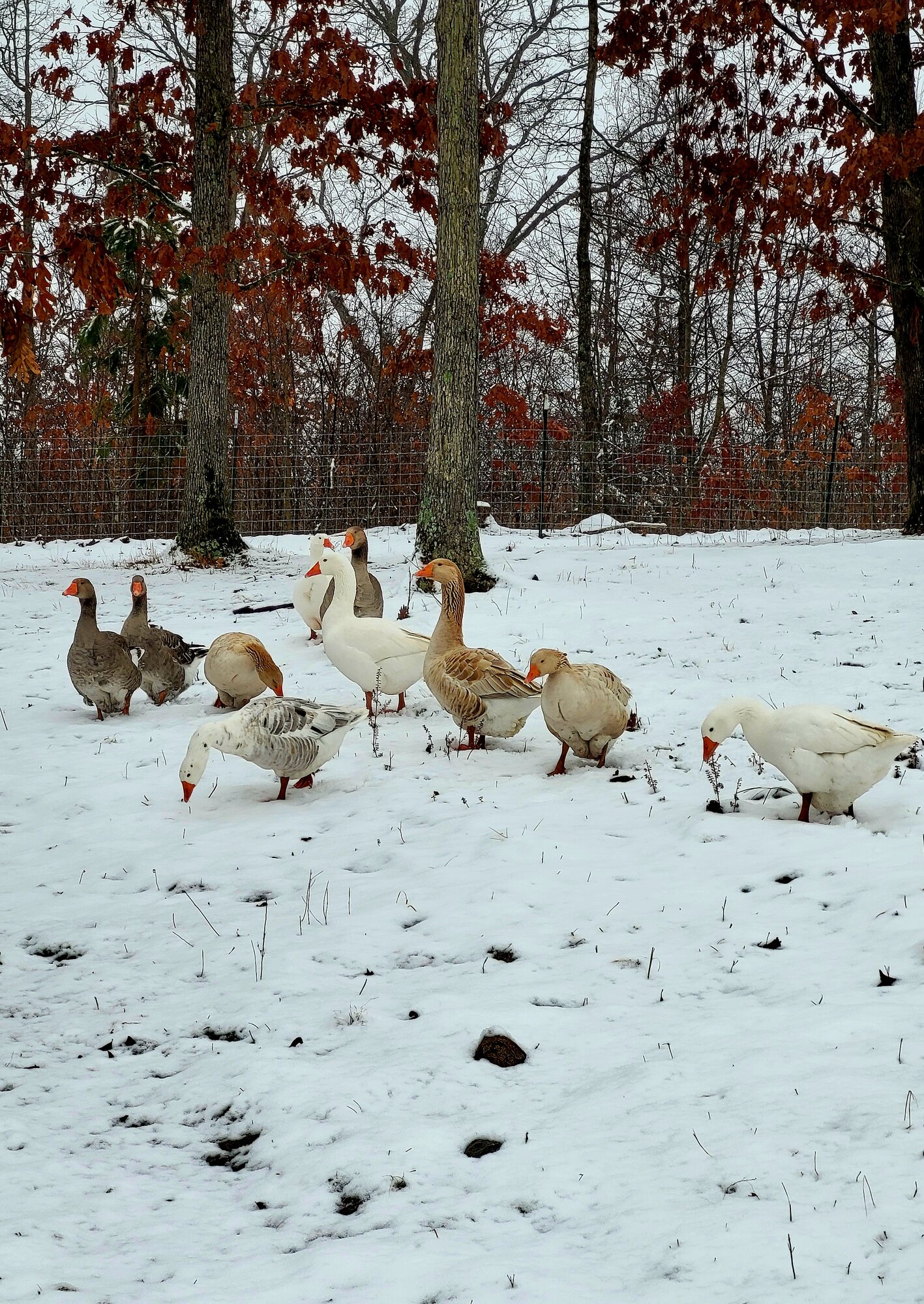 2024—Winter on the Farm Photo Contest 36.jpg